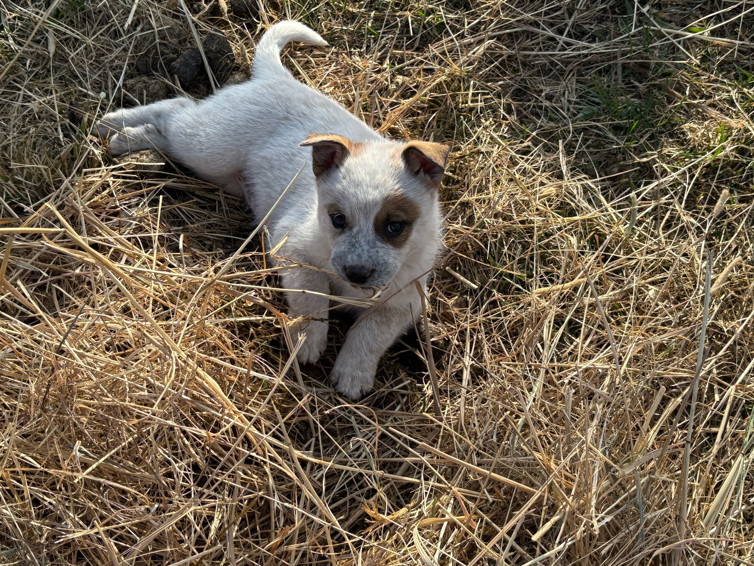 Buster