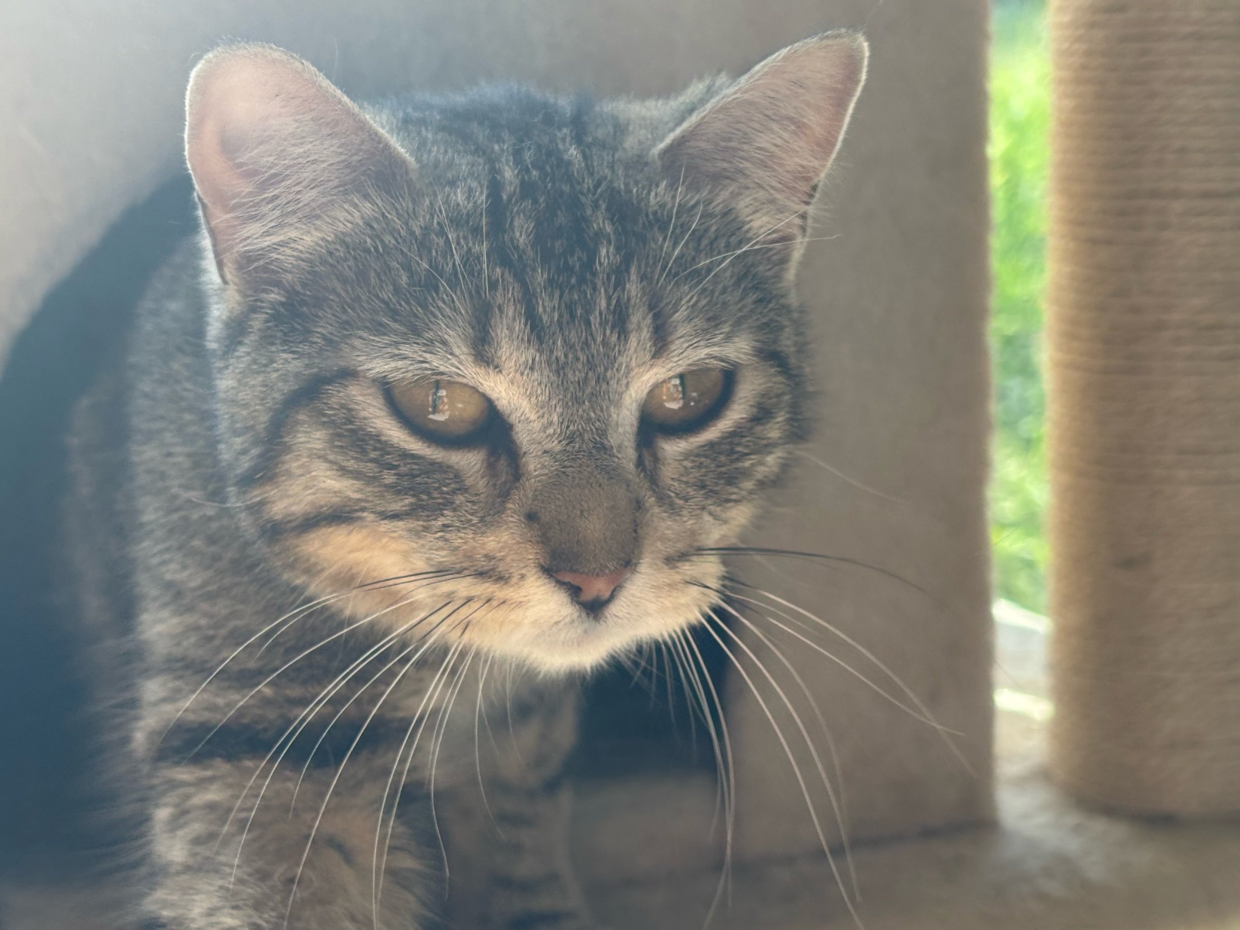 Meela