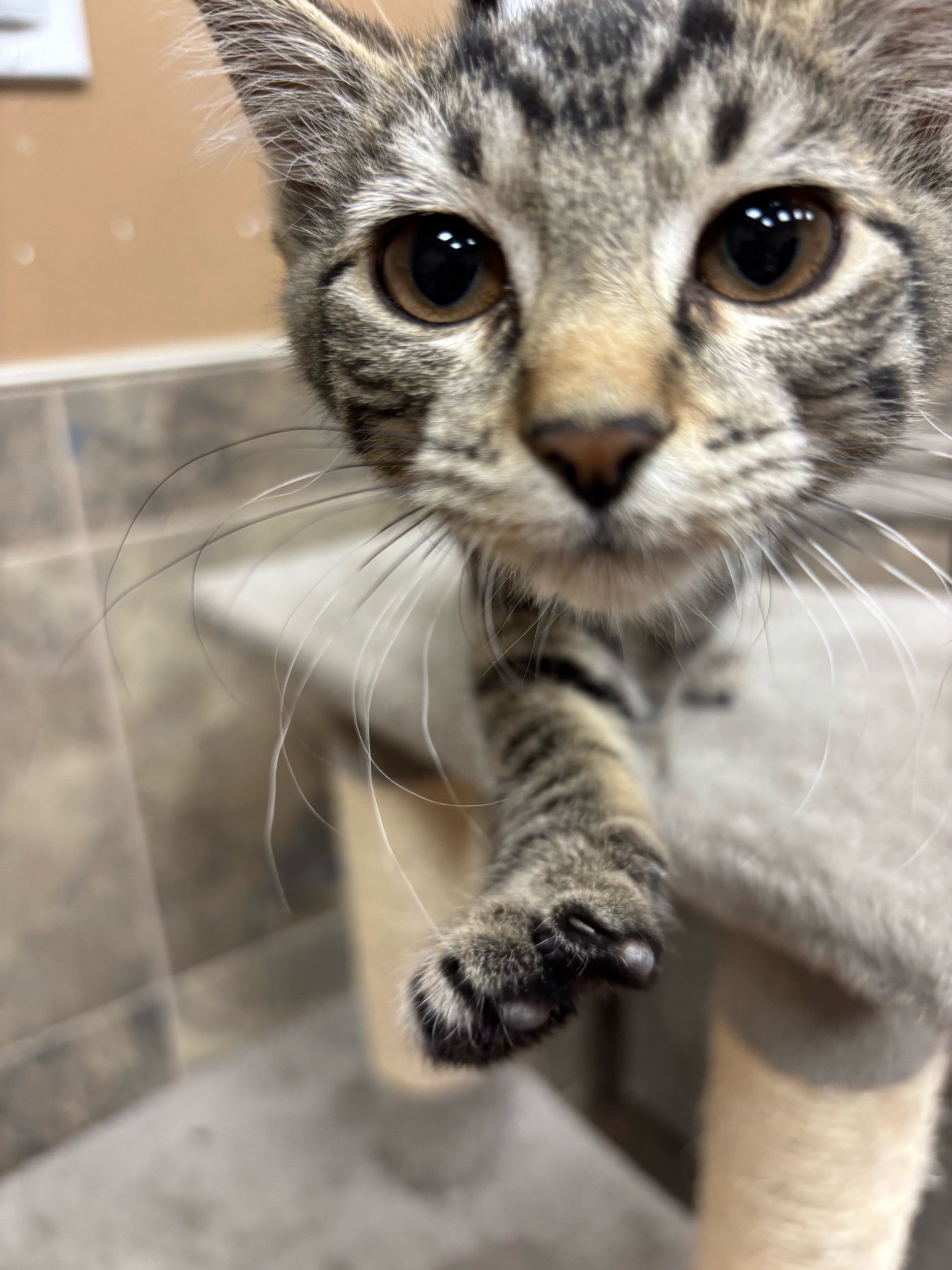 12 week old male Currently at Bosleys