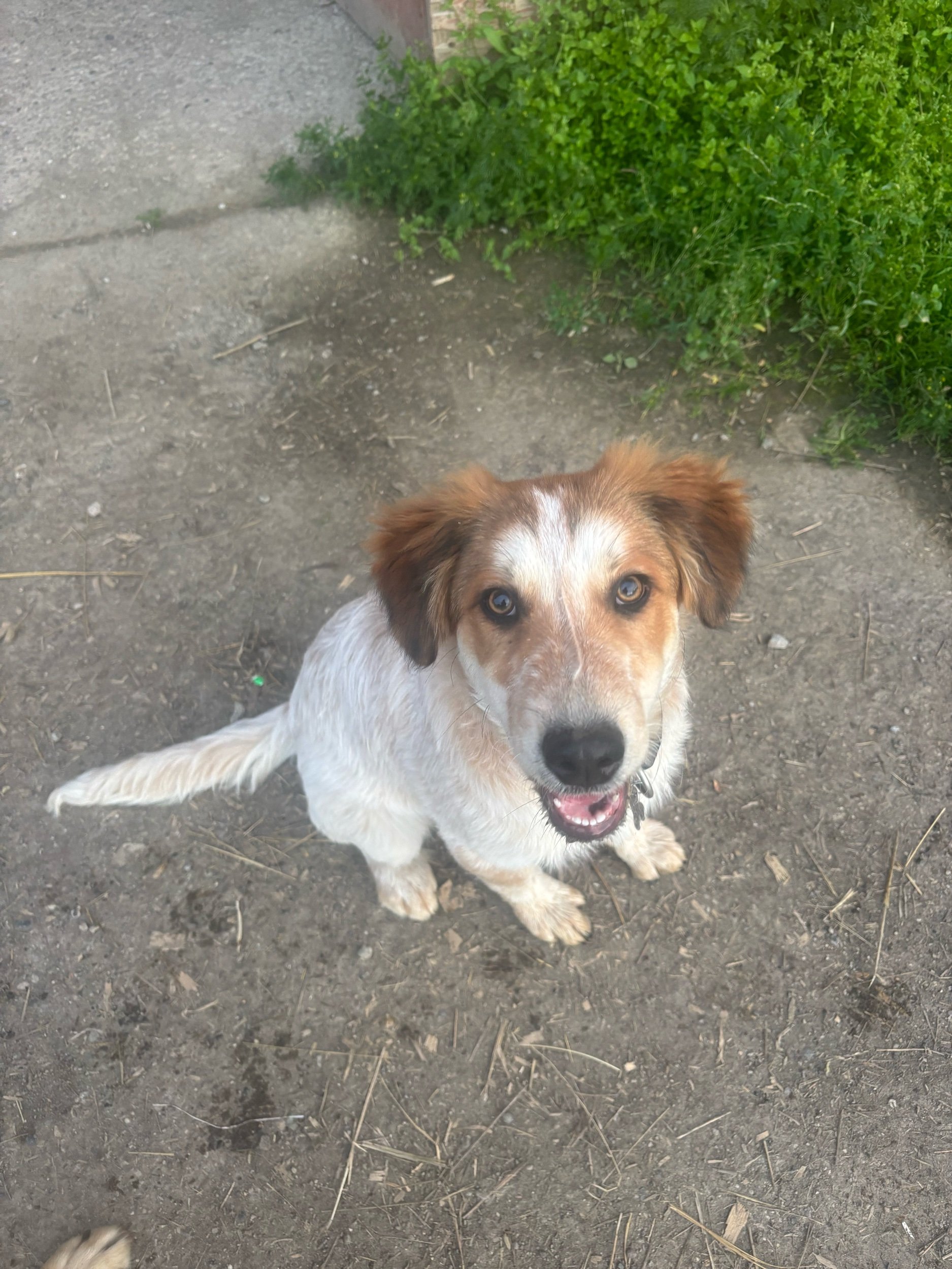 Hazel