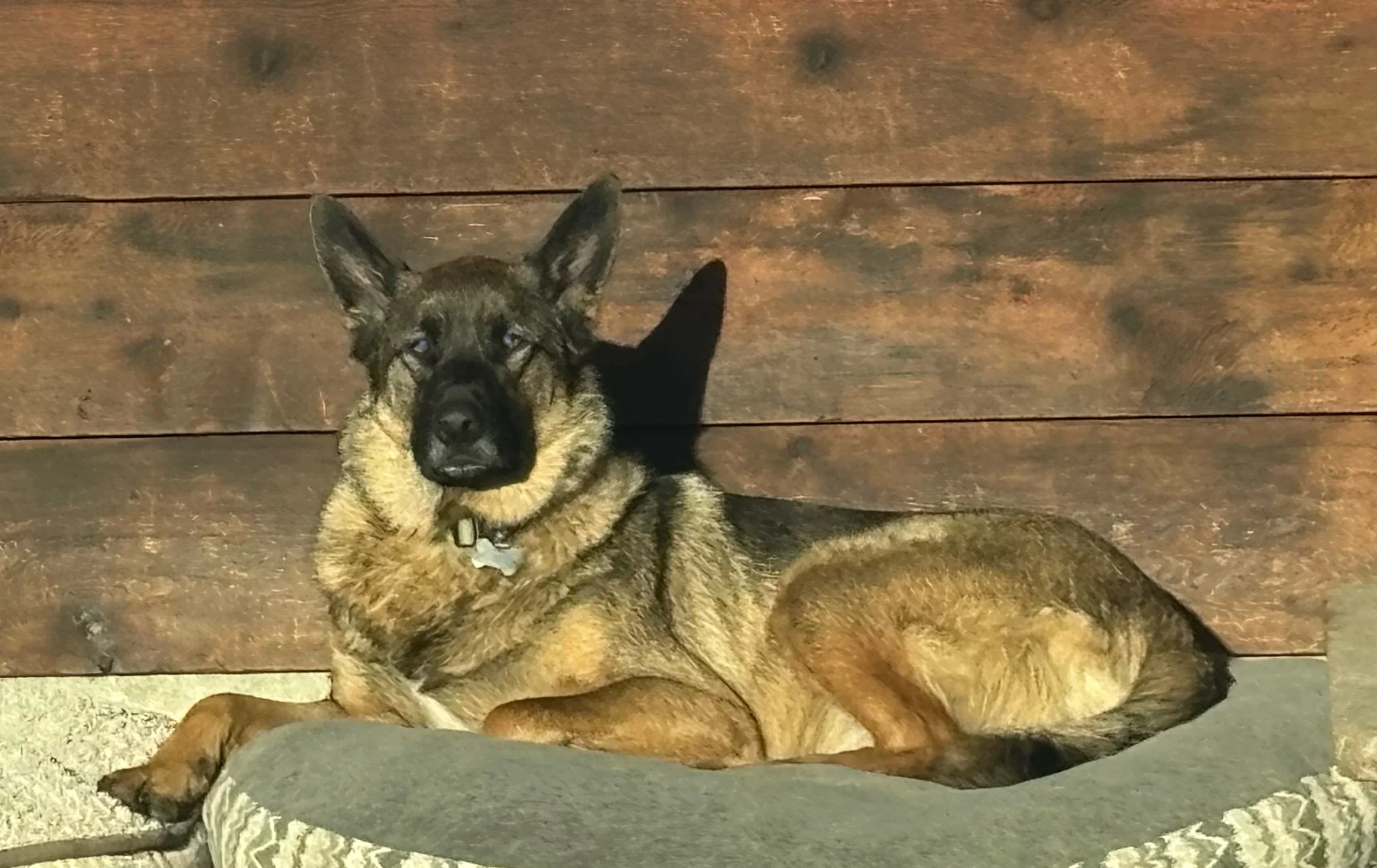 Rebel