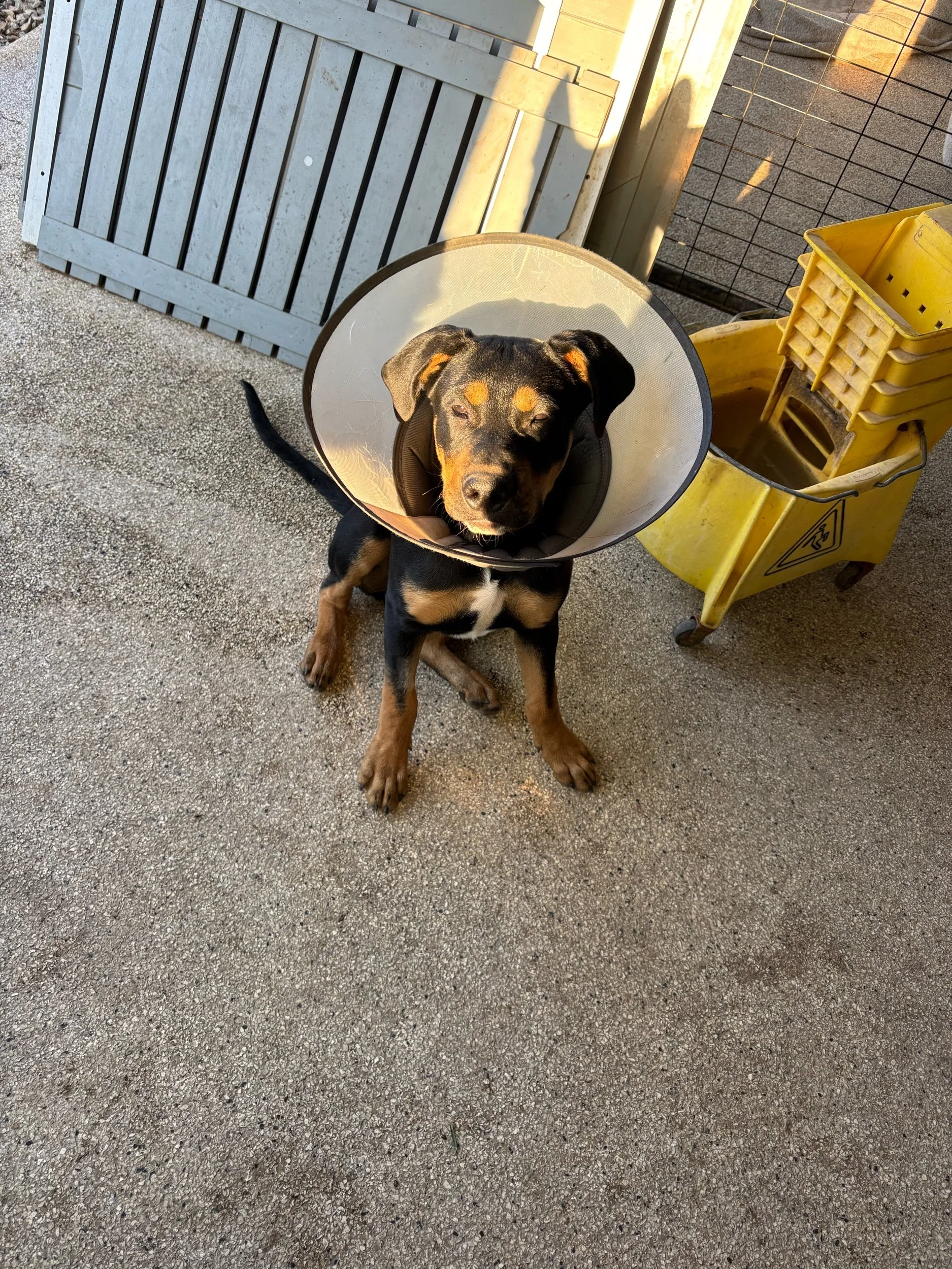 Gus