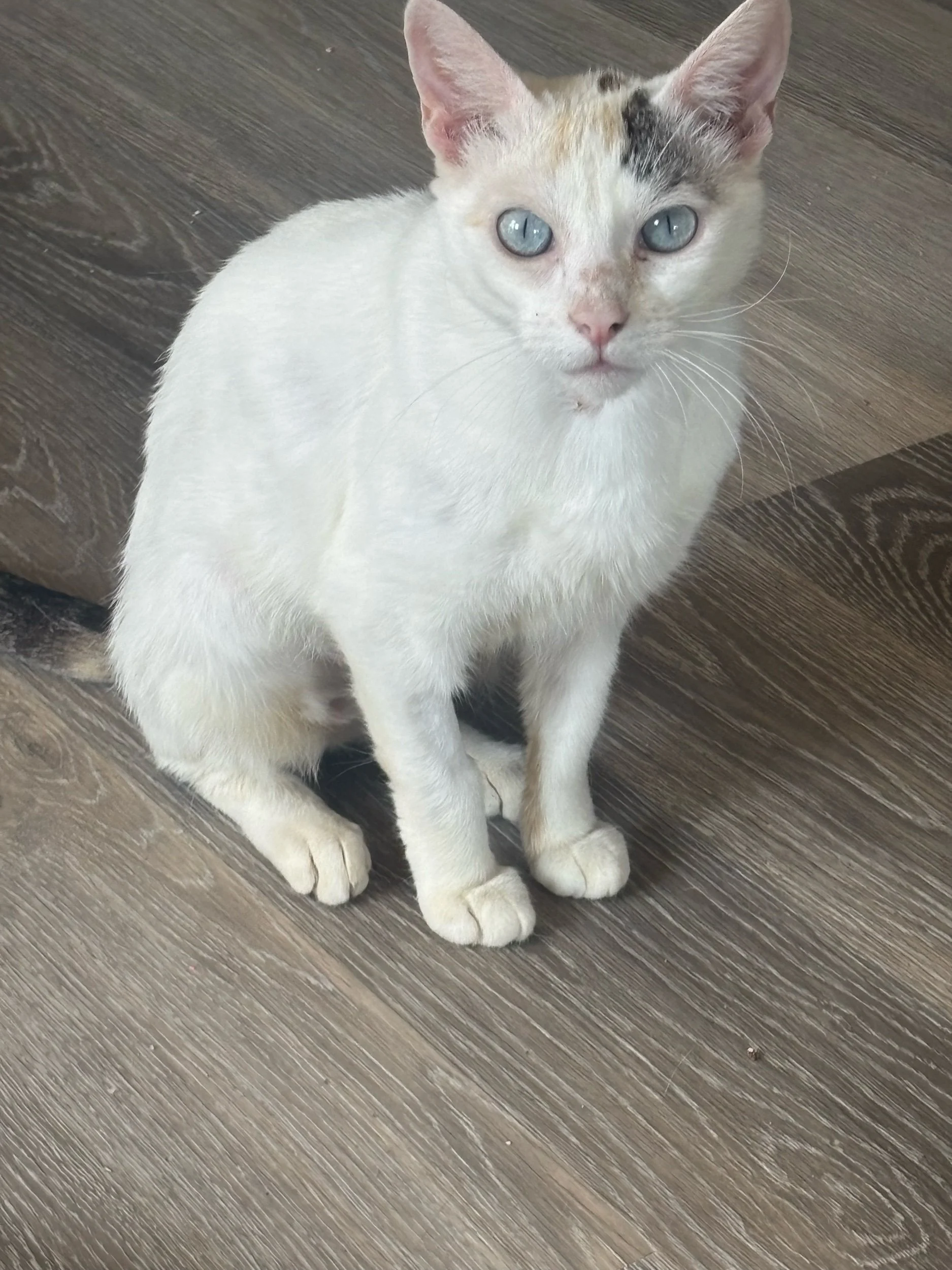 Ava