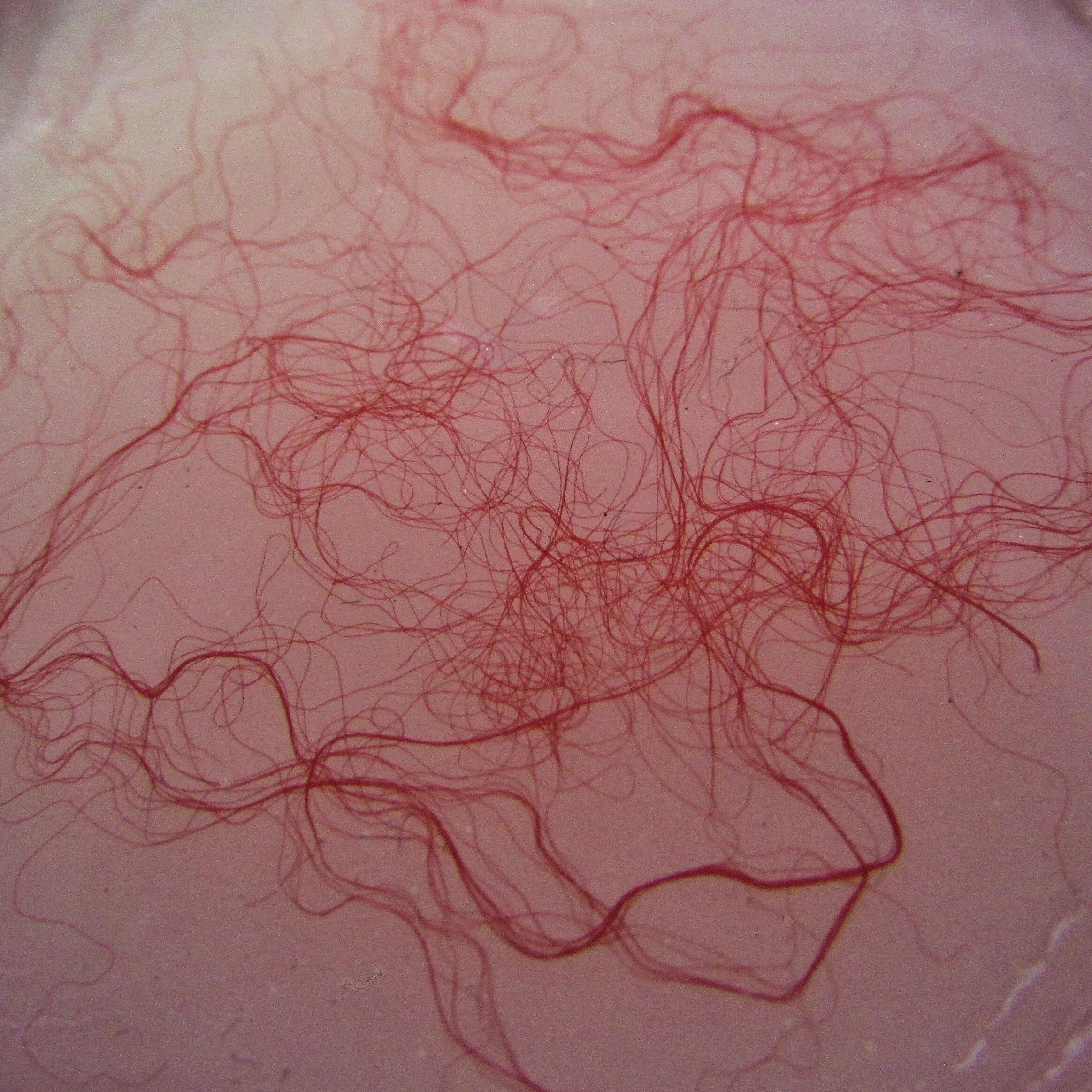 IMG_9219 - Copia - Copia.JPG