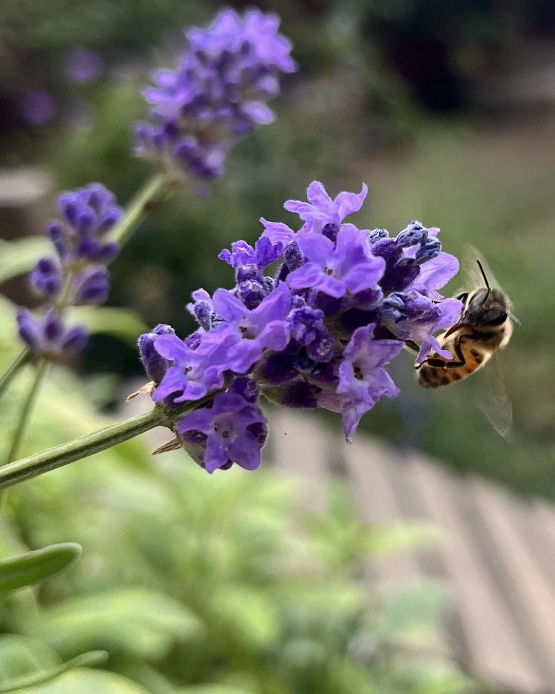 Pollinator gardens support people, too.

Outdoor spaces filled with pollinator-friendly plants feel more vibrant, calming and alive&mdash;full of movement, birdsong, butterflies and the gentle rhythm of nature unfolding around you. In the PNW, many p