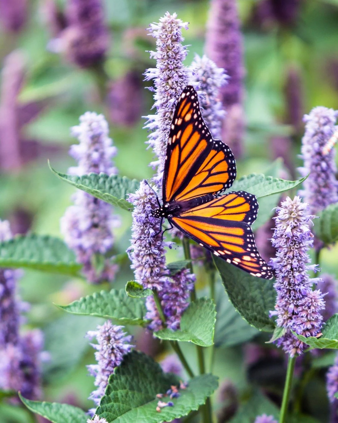 Pollinator-friendly container gardens do more than add interest and beauty to your patios, decks and outdoor spaces, they support healthier, more resilient urban ecosystems throughout the PNW.

Thoughtfully layered container gardens provide food, she