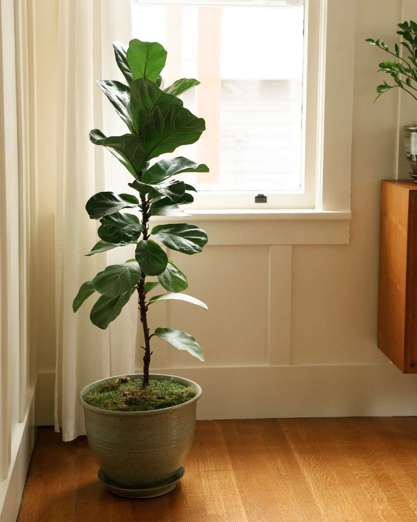 Biophilic design is a BrightHive love language and one of our favorite styling resources. 💚 We use plants for a dynamic, evolving element to bring life, whimsy, warmth, structure and joy to our spaces. 

#interiordesign #portlandinteriordesign #plan