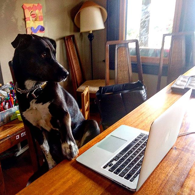 Dog Alice gazes with love and terror at author David's novel-writing laptop. #AWP #portland