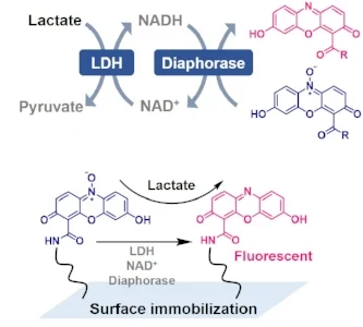 lactate.jpg