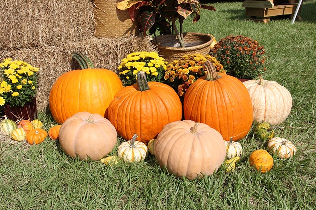 Thanksgiving pumpkins and squash on grassy field