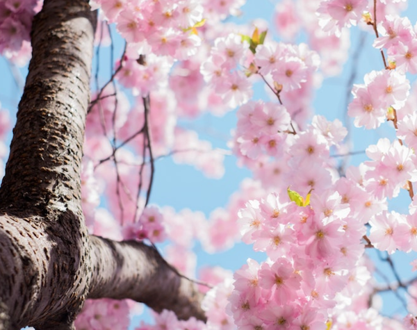A pink flowering tree against a clear blue sky.