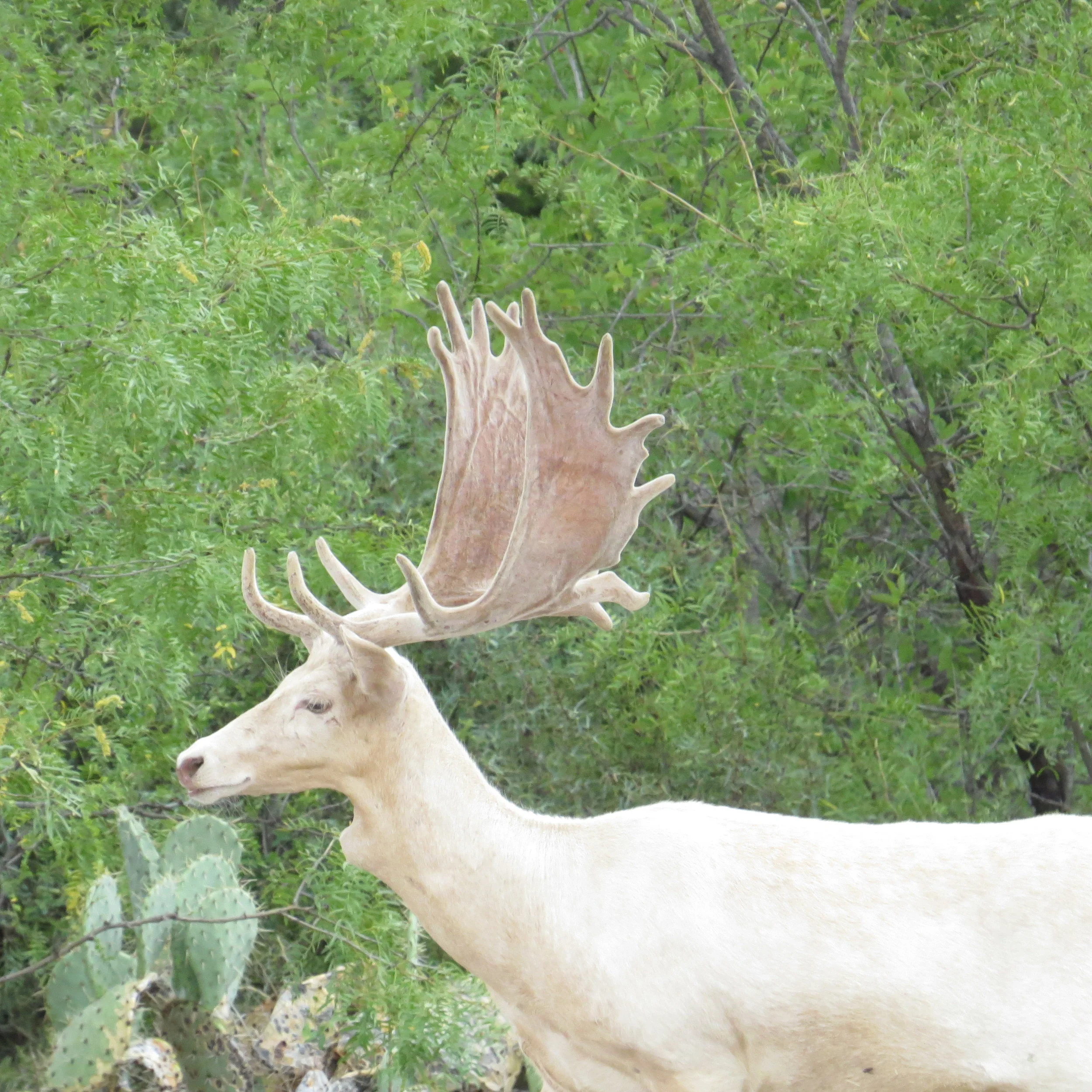 Fallow Texas Divide Ranch