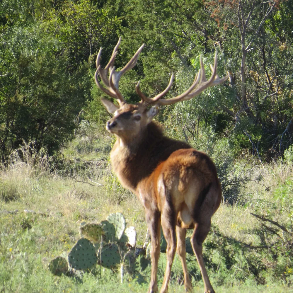 Red Deer — Texas Divide Ranch