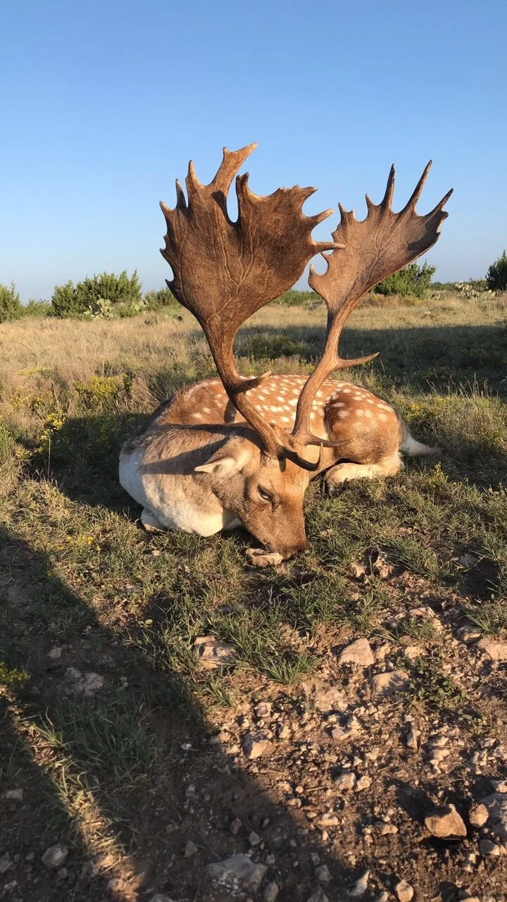 Fallow Discing FALLOW — Texas Divide Ranch