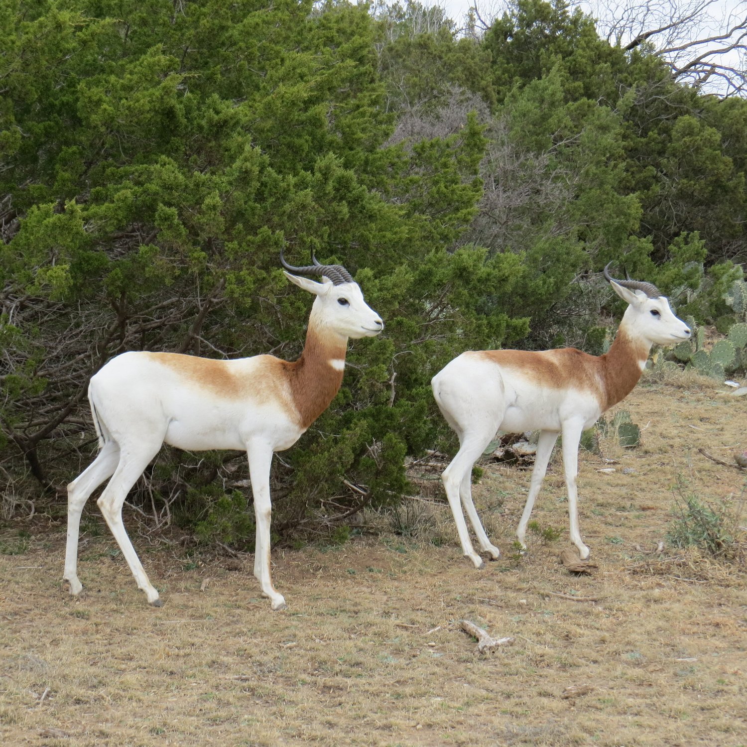 Dama Gazelle