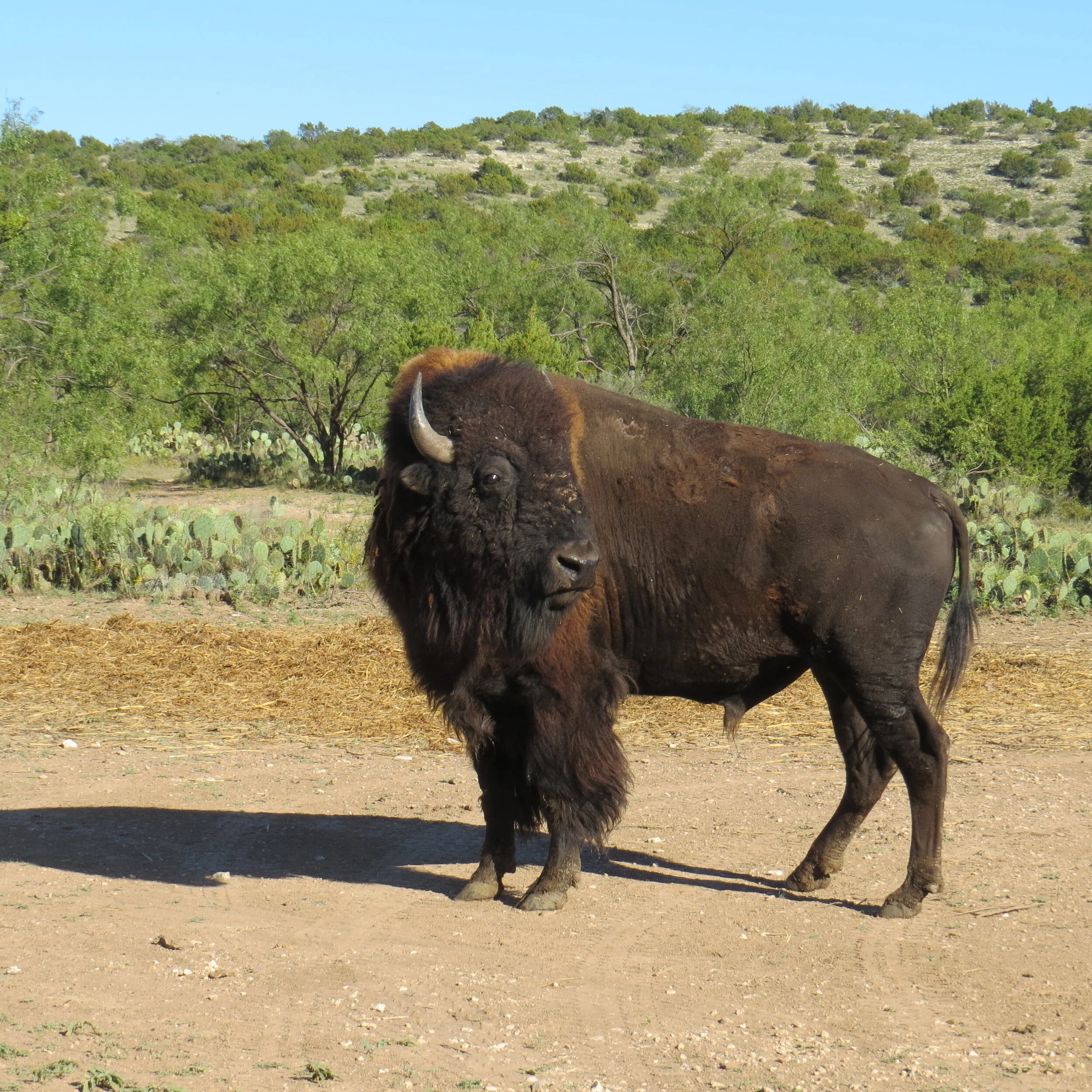 AMERICAN BUFFALO — Texas Divide Ranch