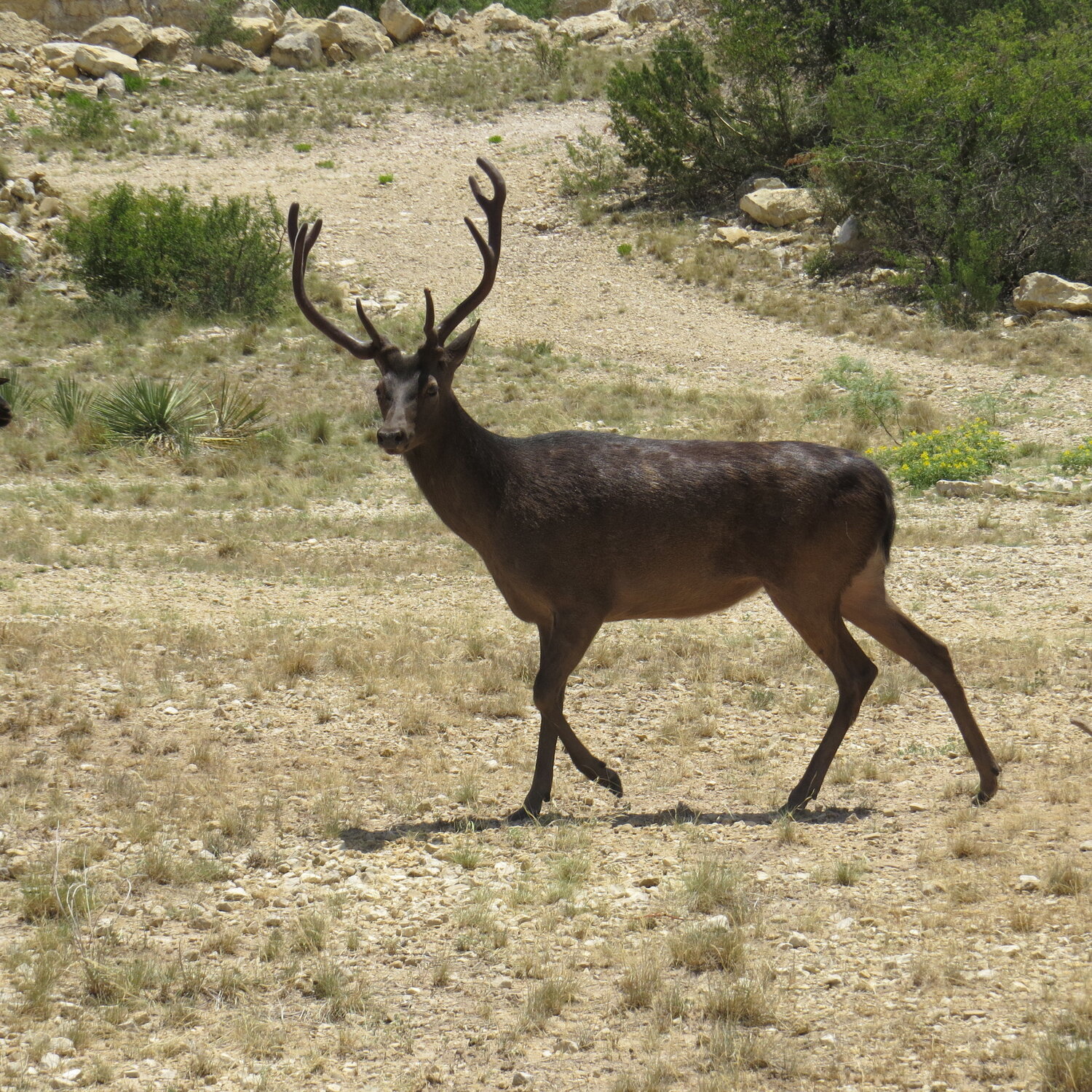 Sika Deer – 777 Ranch