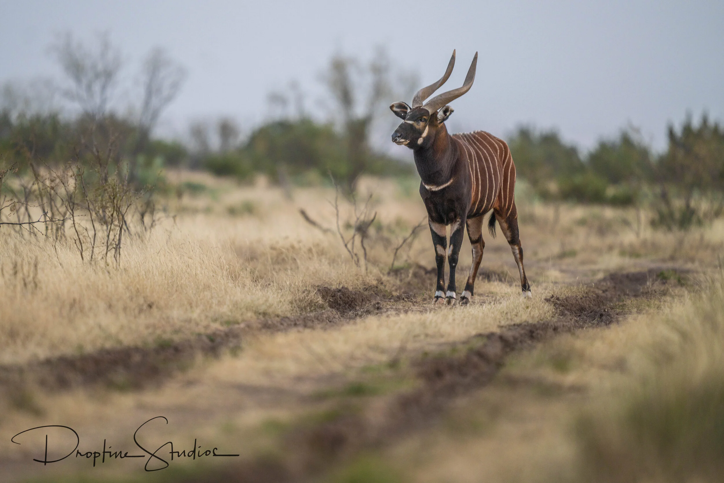 BONGO — Texas Divide Ranch