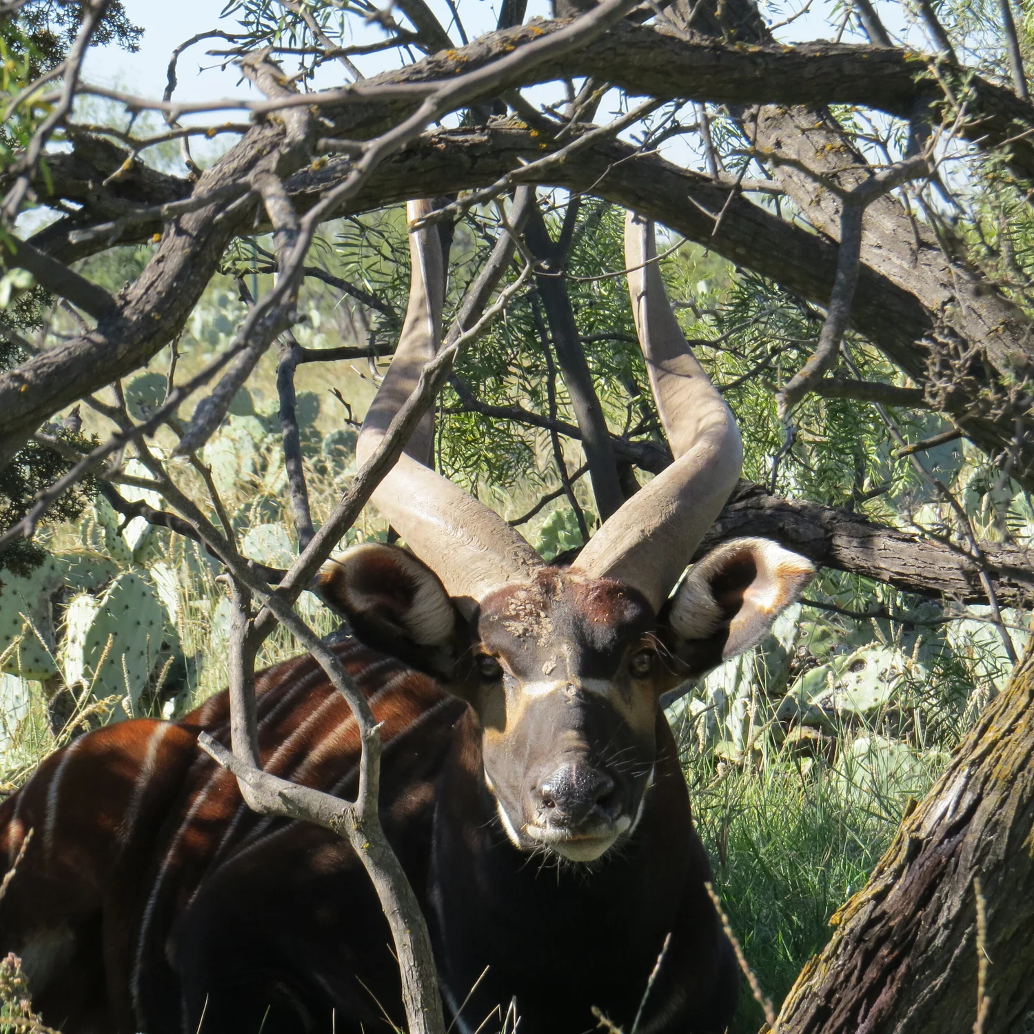 BONGO — Texas Divide Ranch