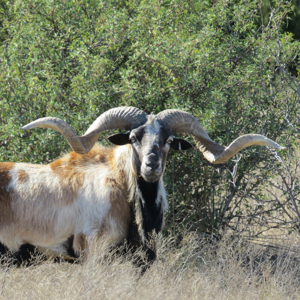 RAMS — Texas Divide Ranch