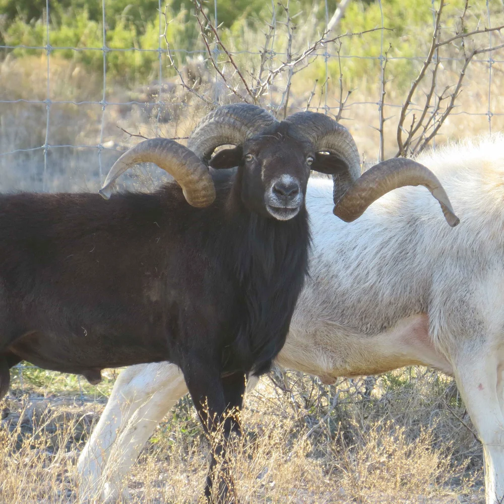 RAMS — Texas Divide Ranch