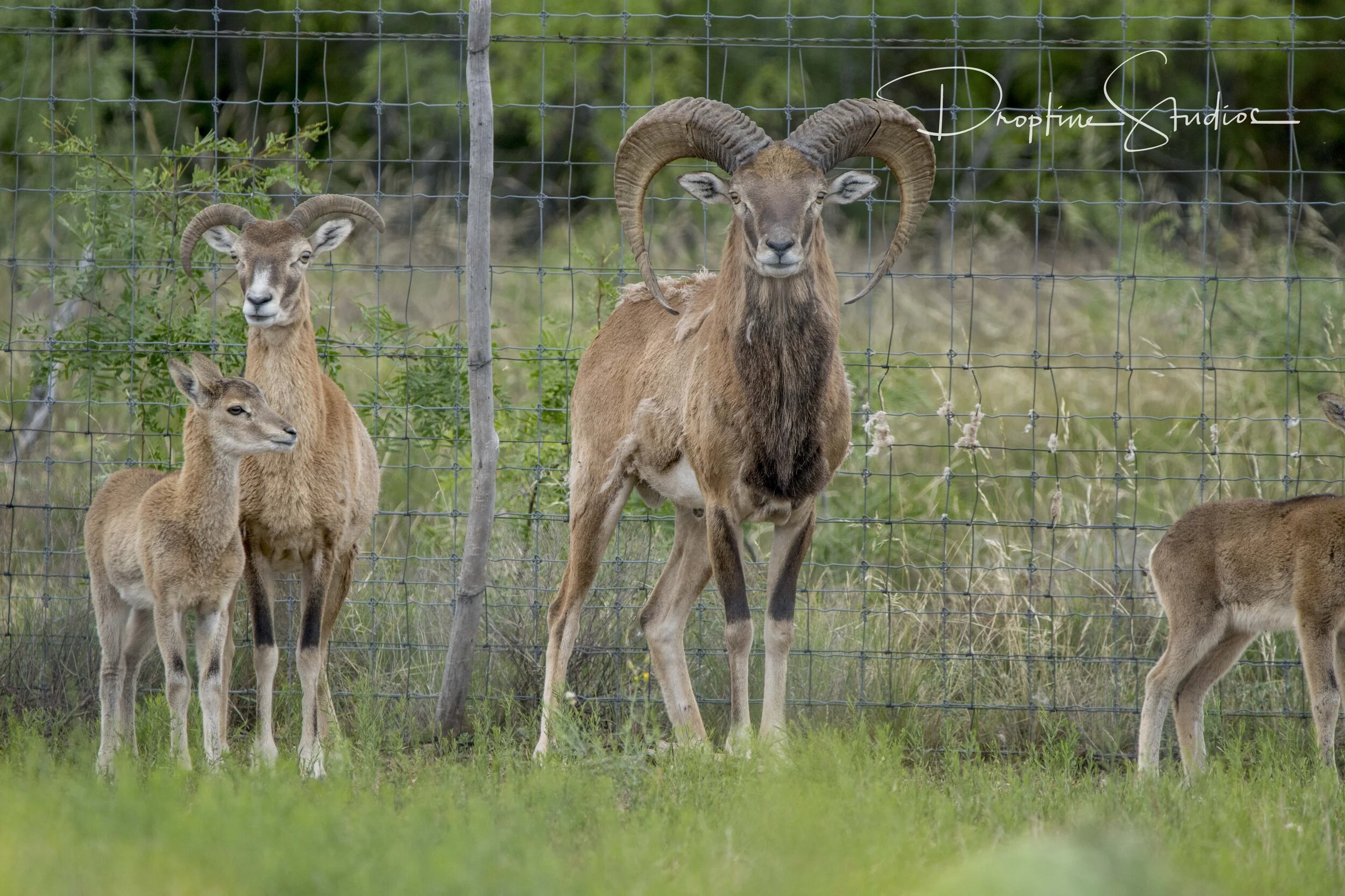STUMBERG — Texas Divide Ranch