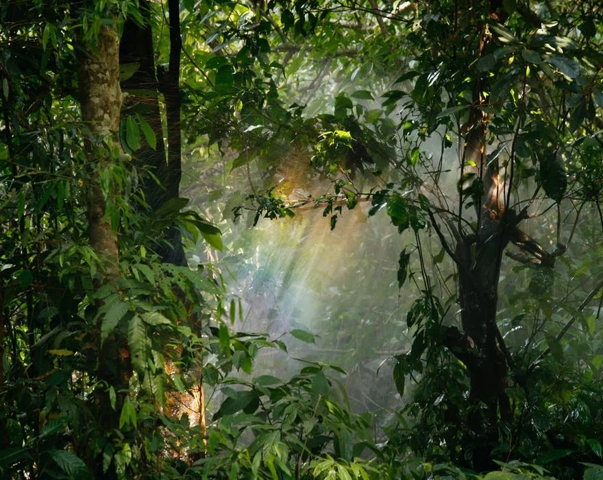 rainbow through the woods.jpeg