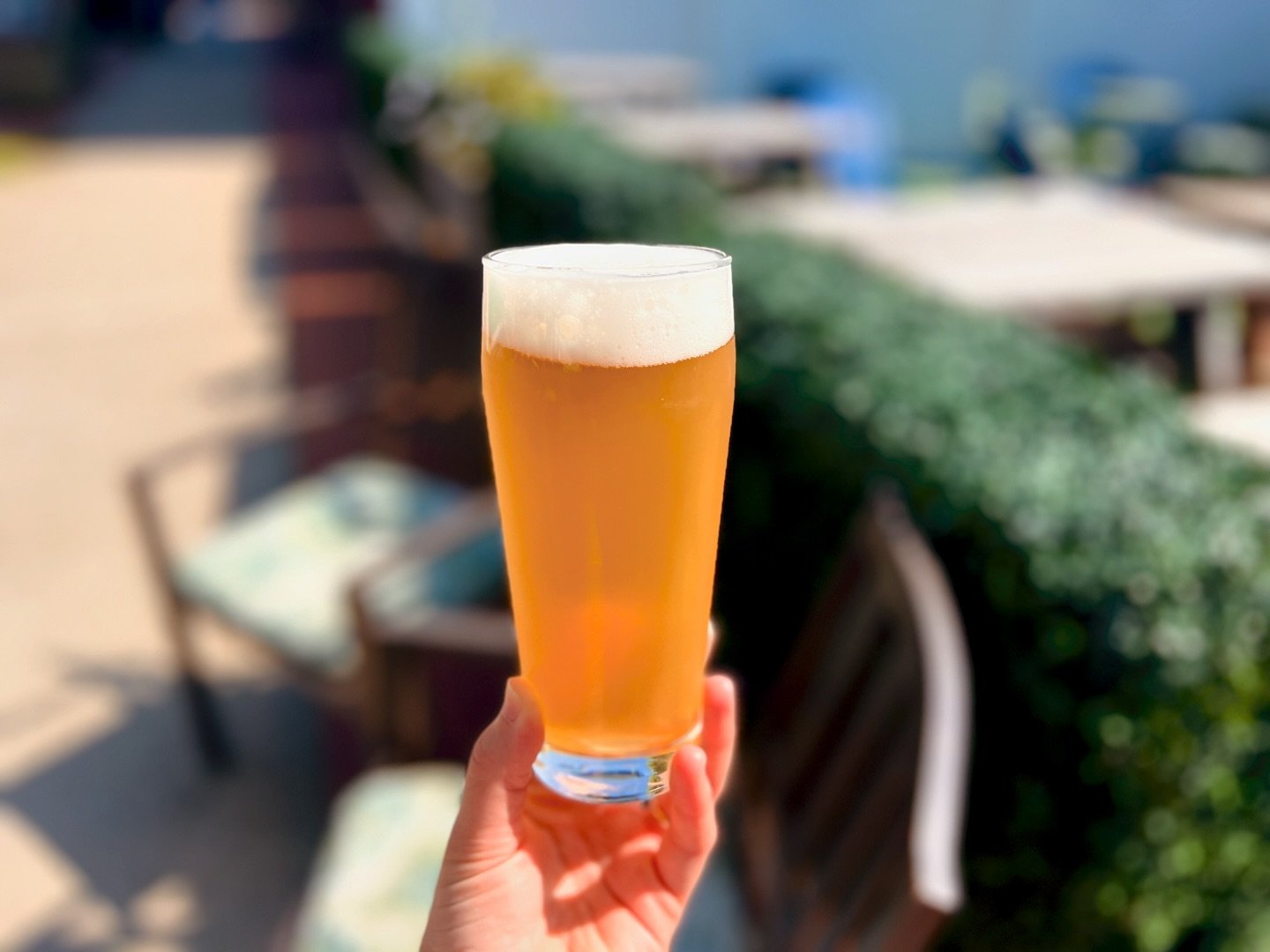 A perfect day to crush a few of these; Hectic - Tangelo &amp; Orange Golden Ale, 5.5% ☀️🍊🍻✨ A few months ago our buds from @goldenhourbooking came up with an idea for this beer, so we brewed it, and it has become quite the crowd pleaser. It&rsquo;s
