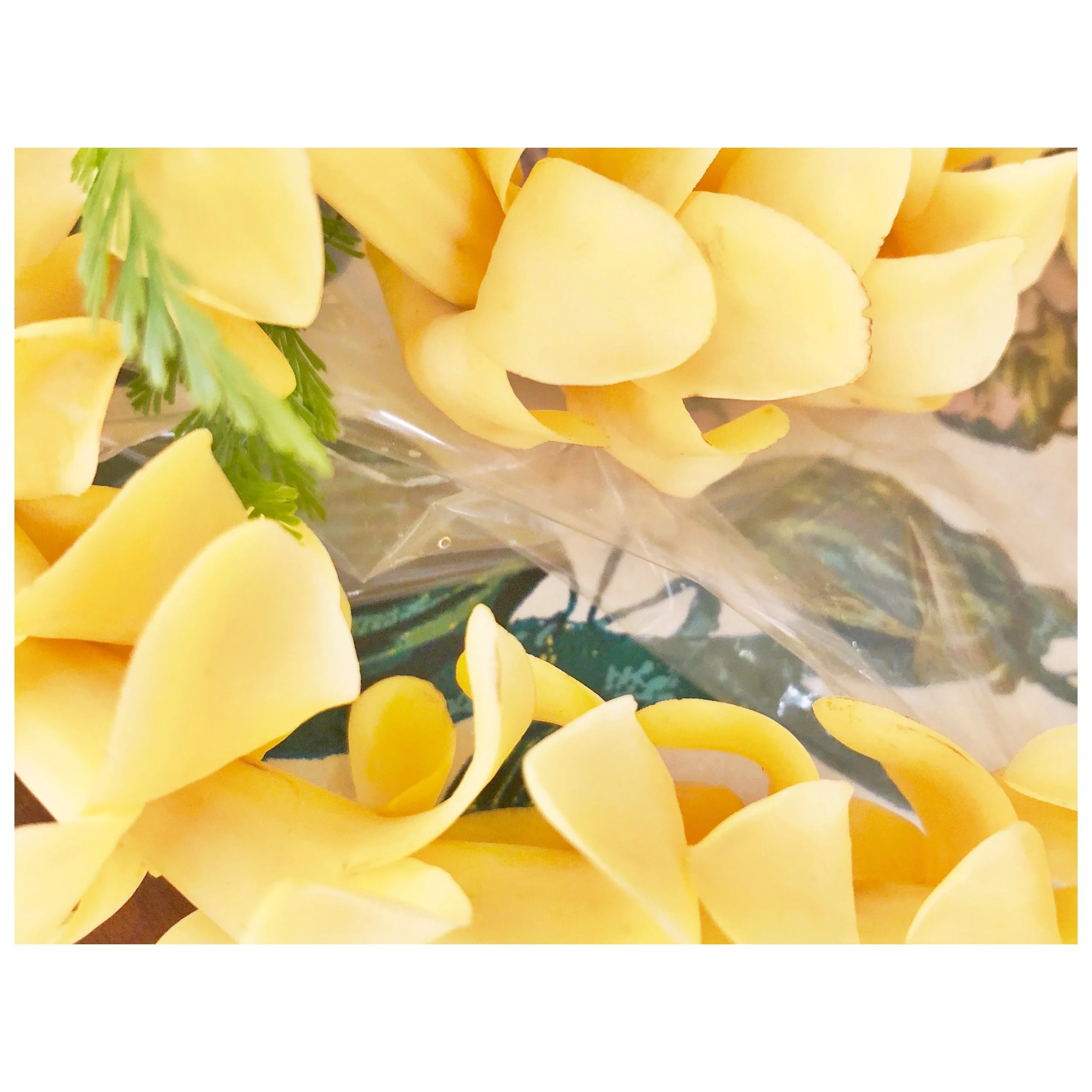 Yellow - 90 of 123.jpg