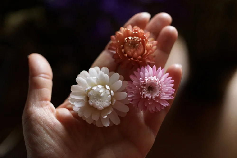 A hand holding three strawflowers in different colors