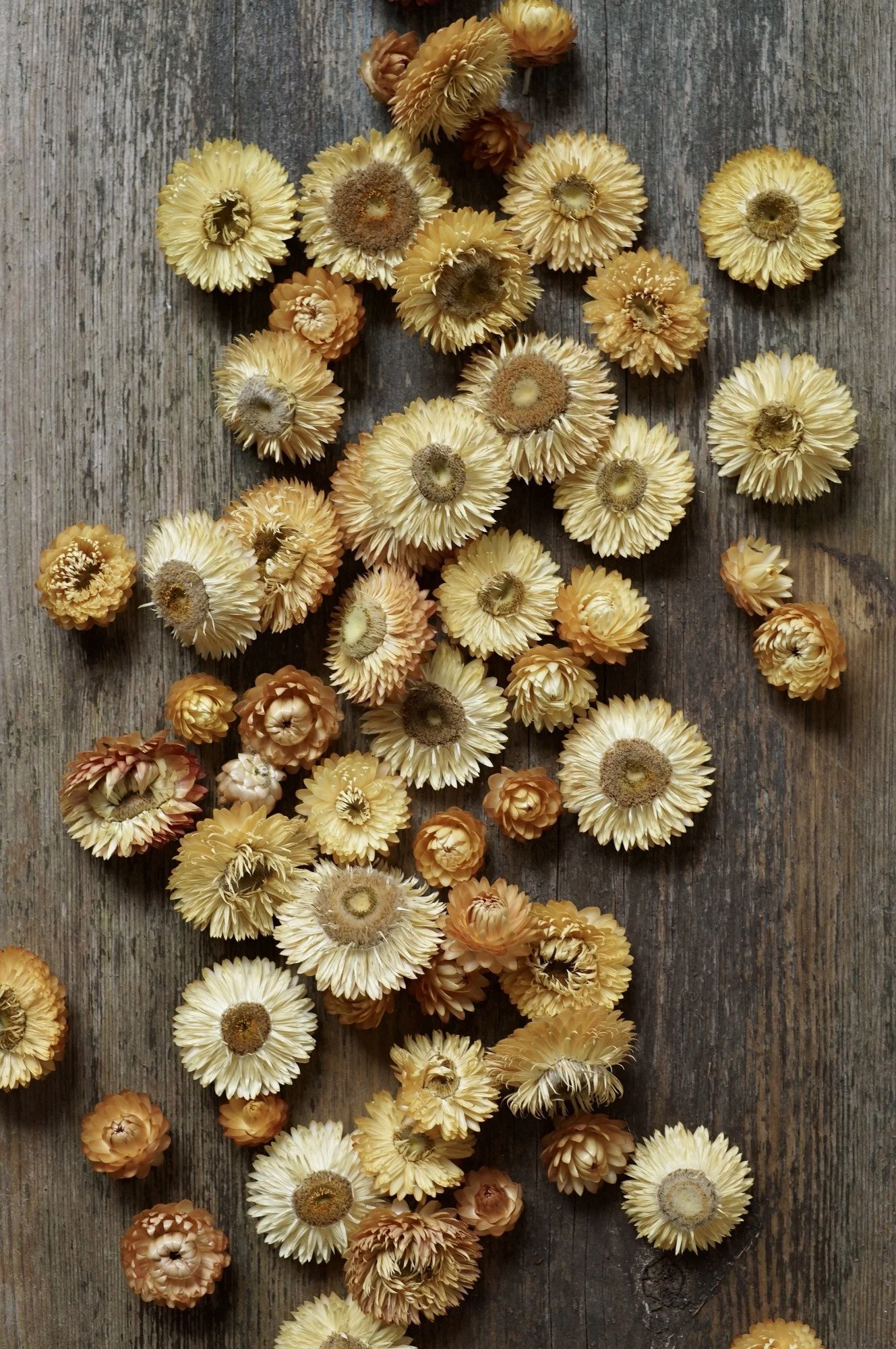 yellow-strawflower-heads.jpg