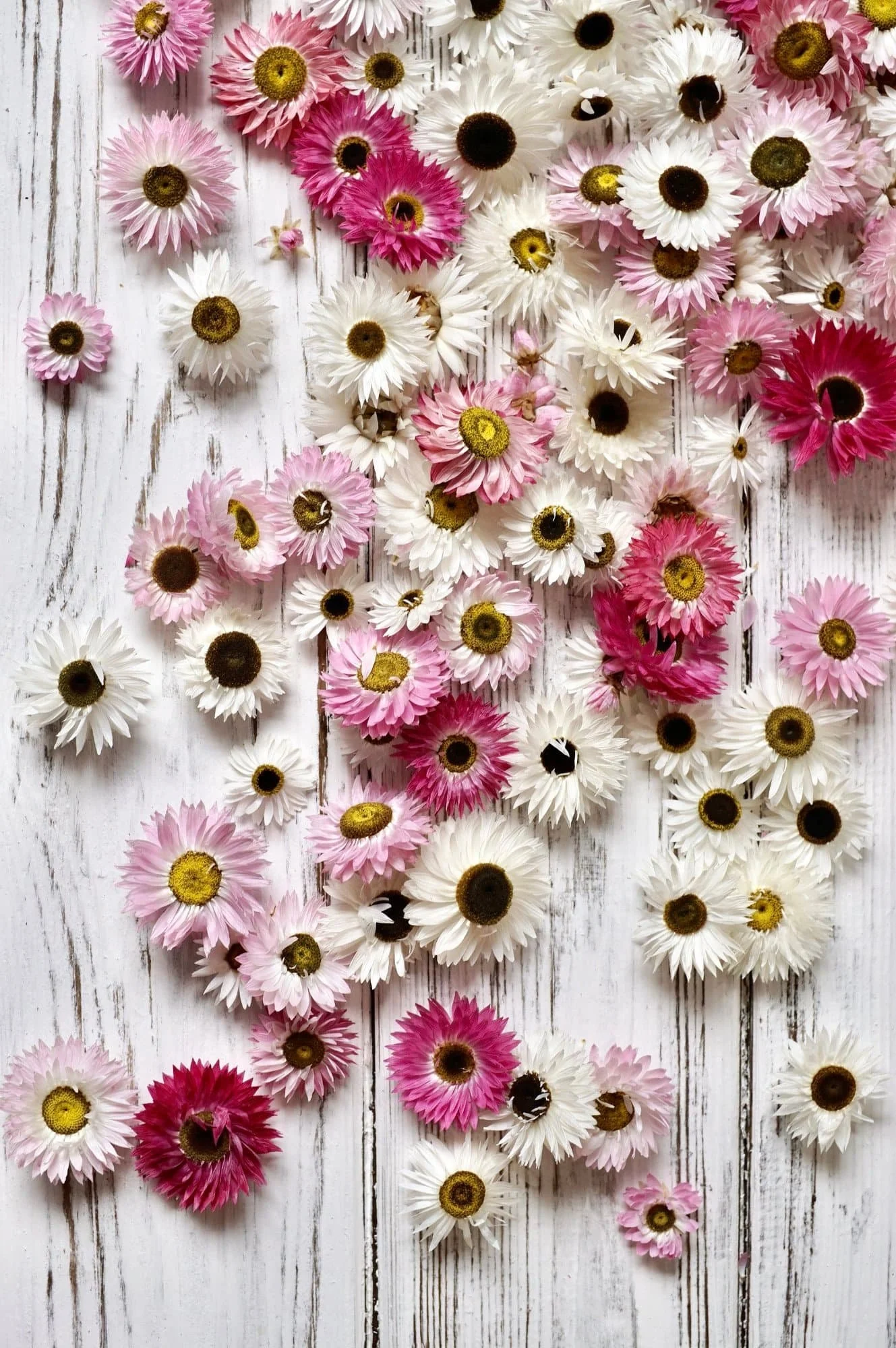 Dried heads of white and pink Helipterum daisies are strewn across a white painted wooden surface.