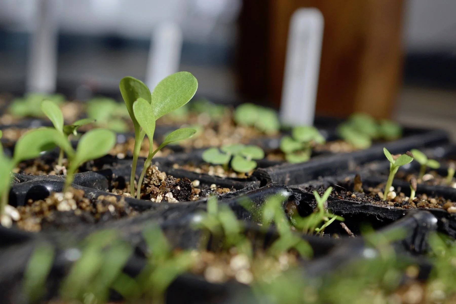 Flower seedlings in black seed trays