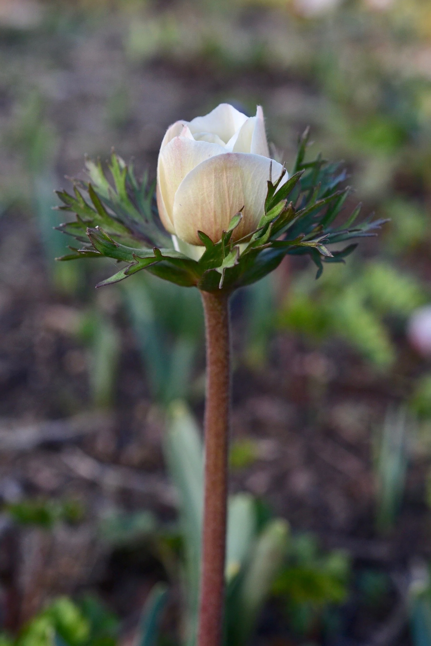 White anemone flower soon to open.
