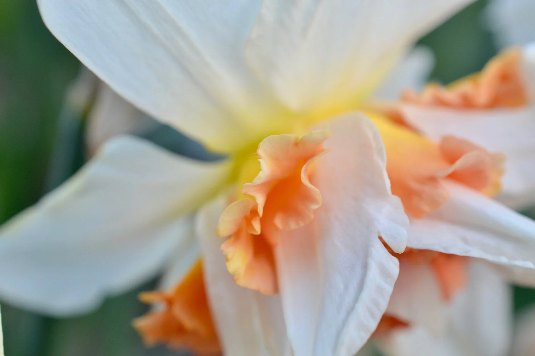 Close up photo of a white and peach coloured double daffodil.