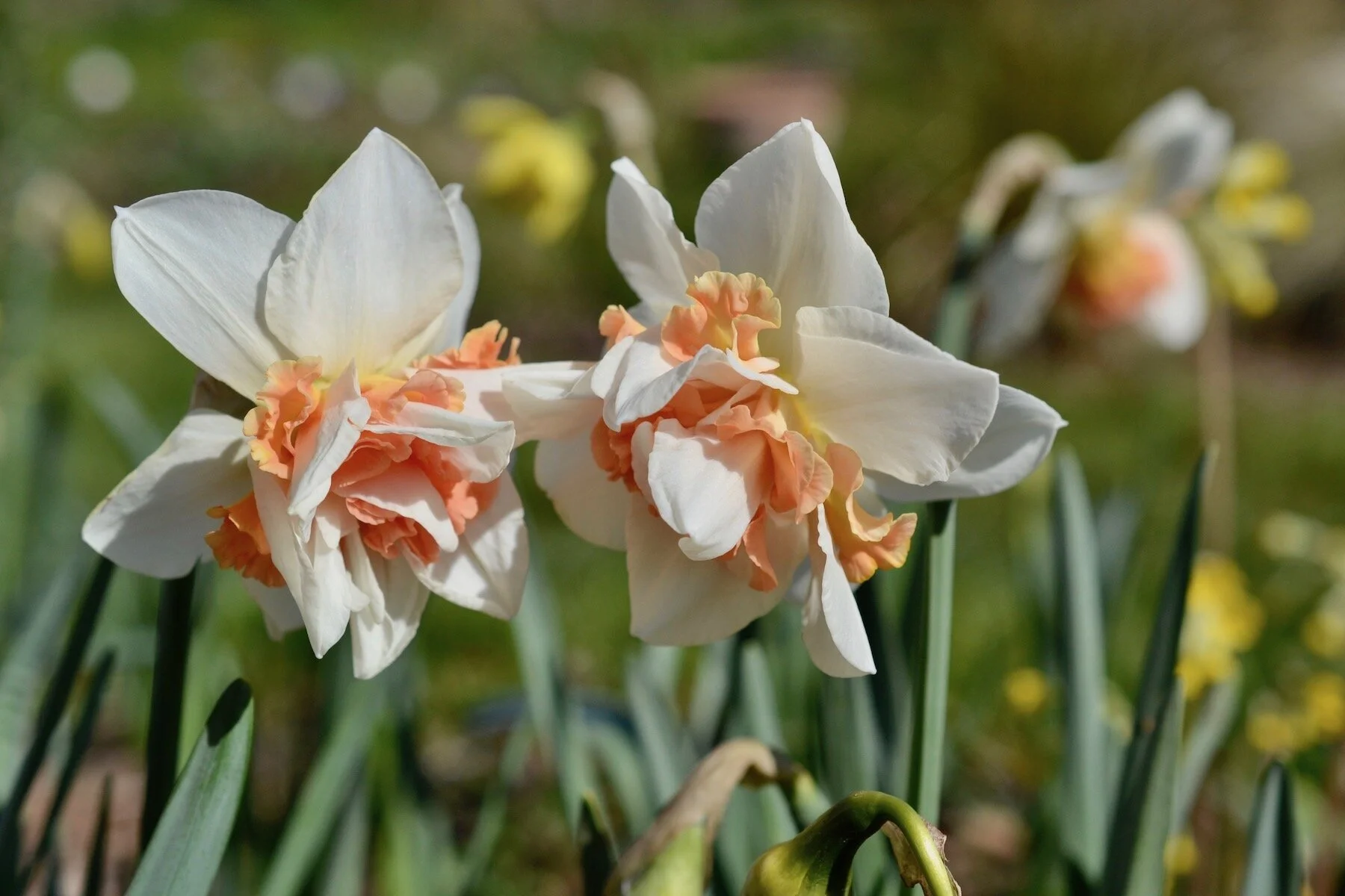 Two white and peach coloured double daffodils.