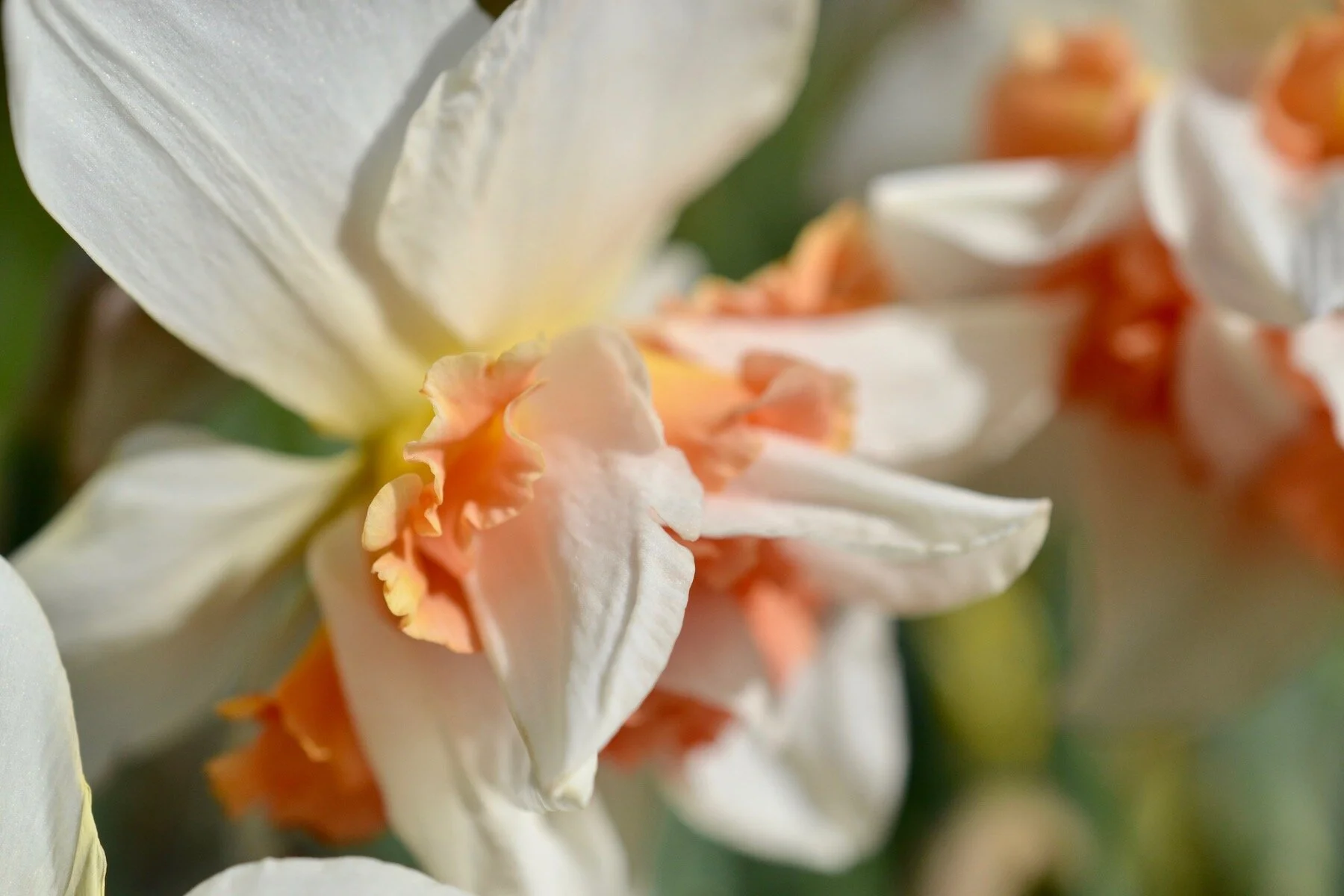 Close up photo of a white and peach coloured double daffodil.