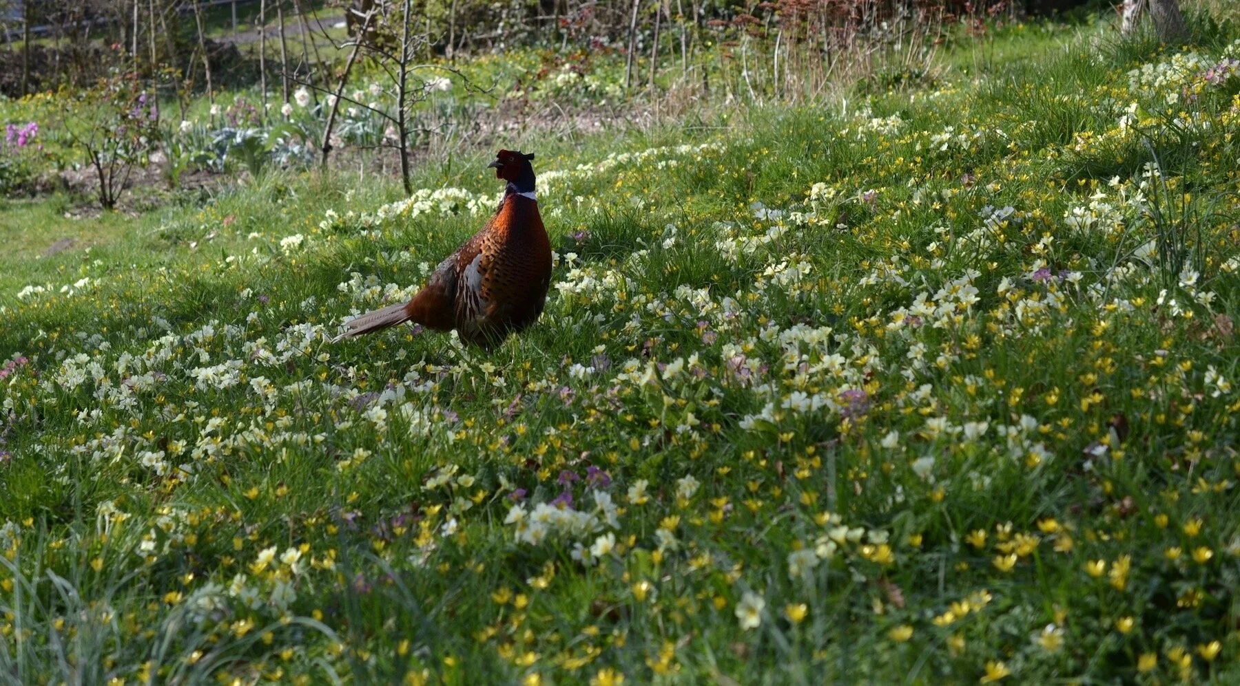 Male pheasant walking in primrose lawn