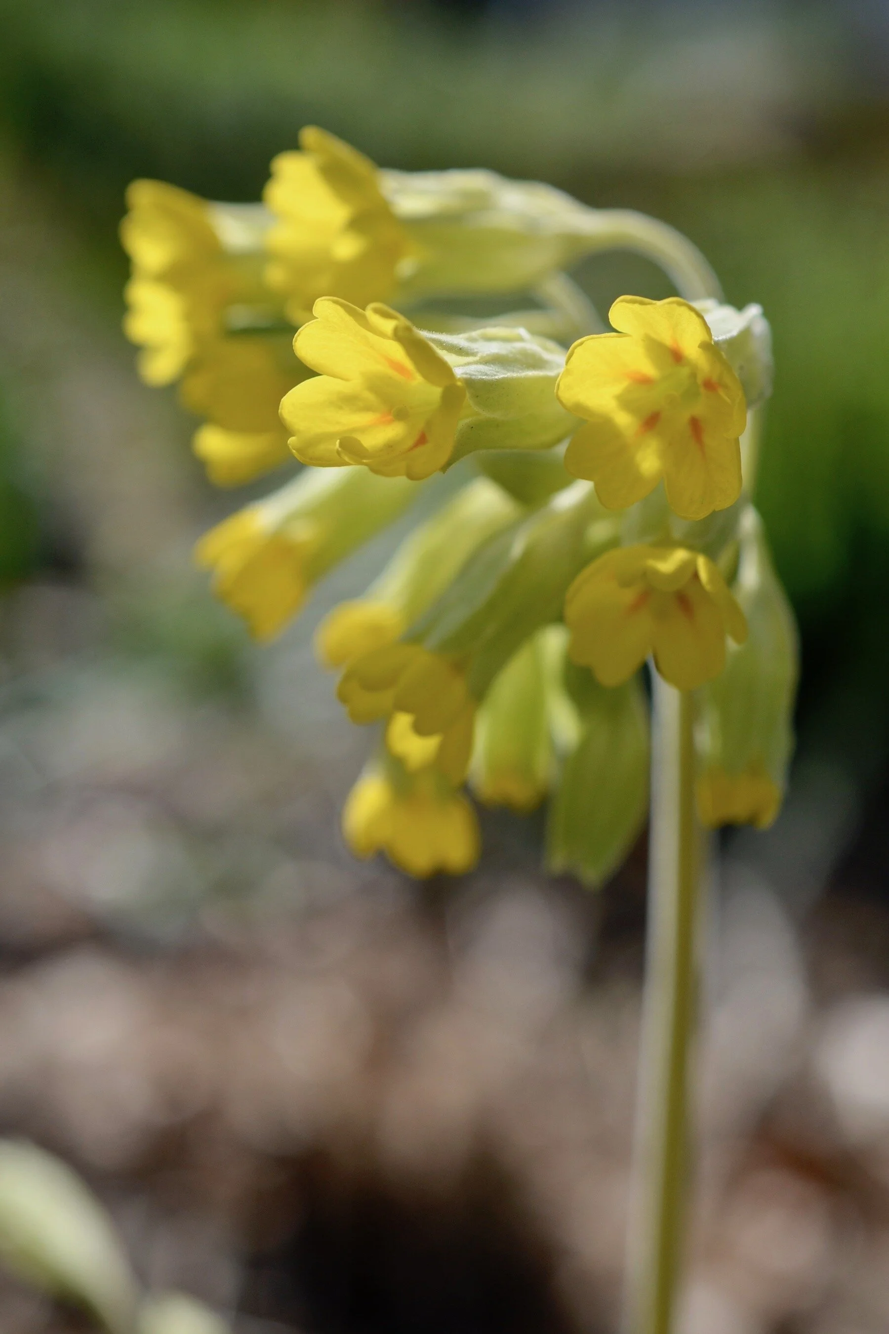 Yellow cowslip flowers.