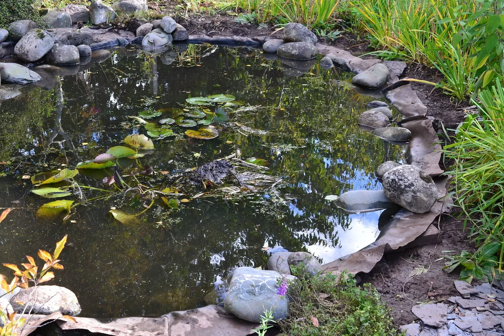 Then we added heavy rocks to hold the pond liner in place
