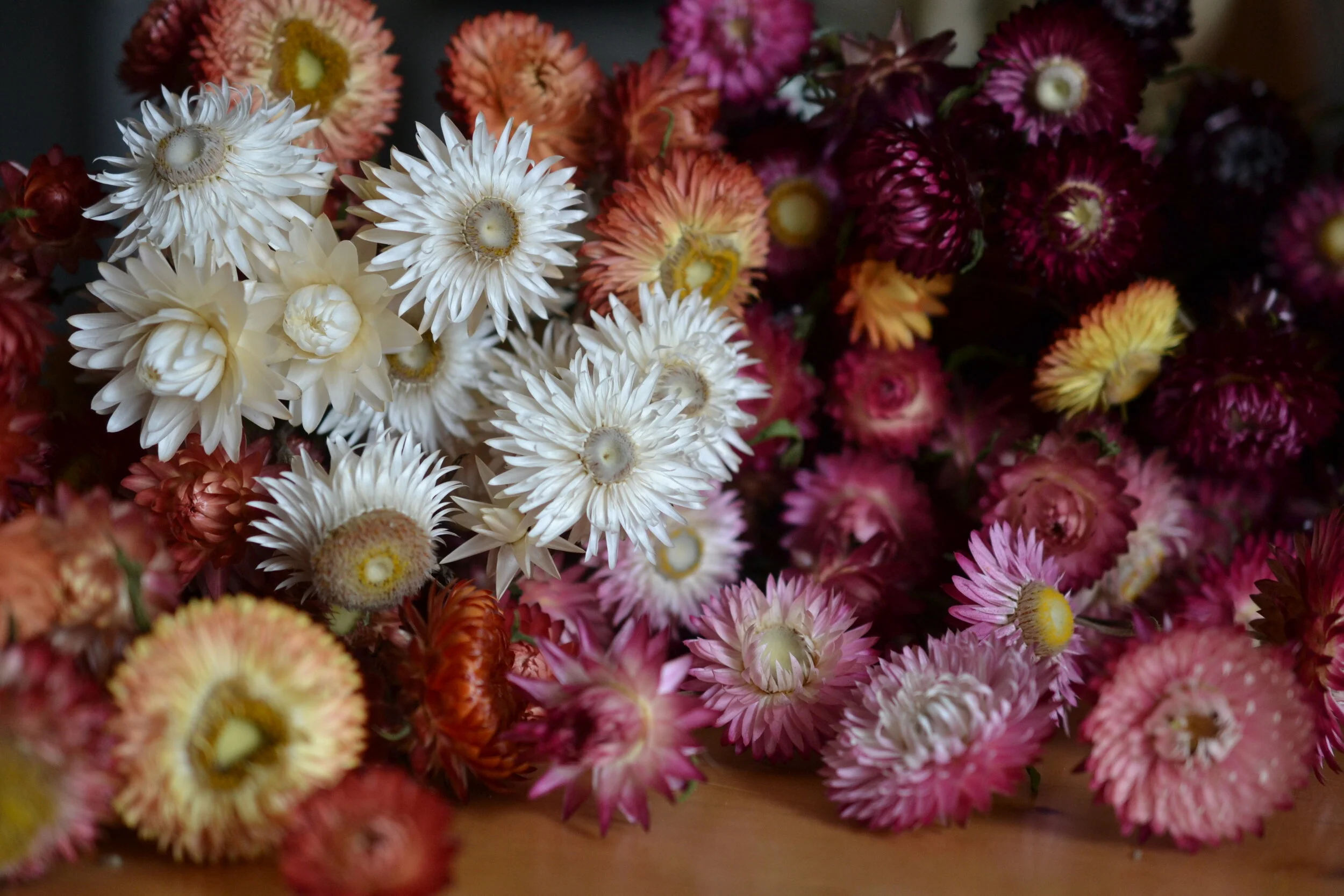 Dried strawflowers in colours of white, pink, purple and orange.