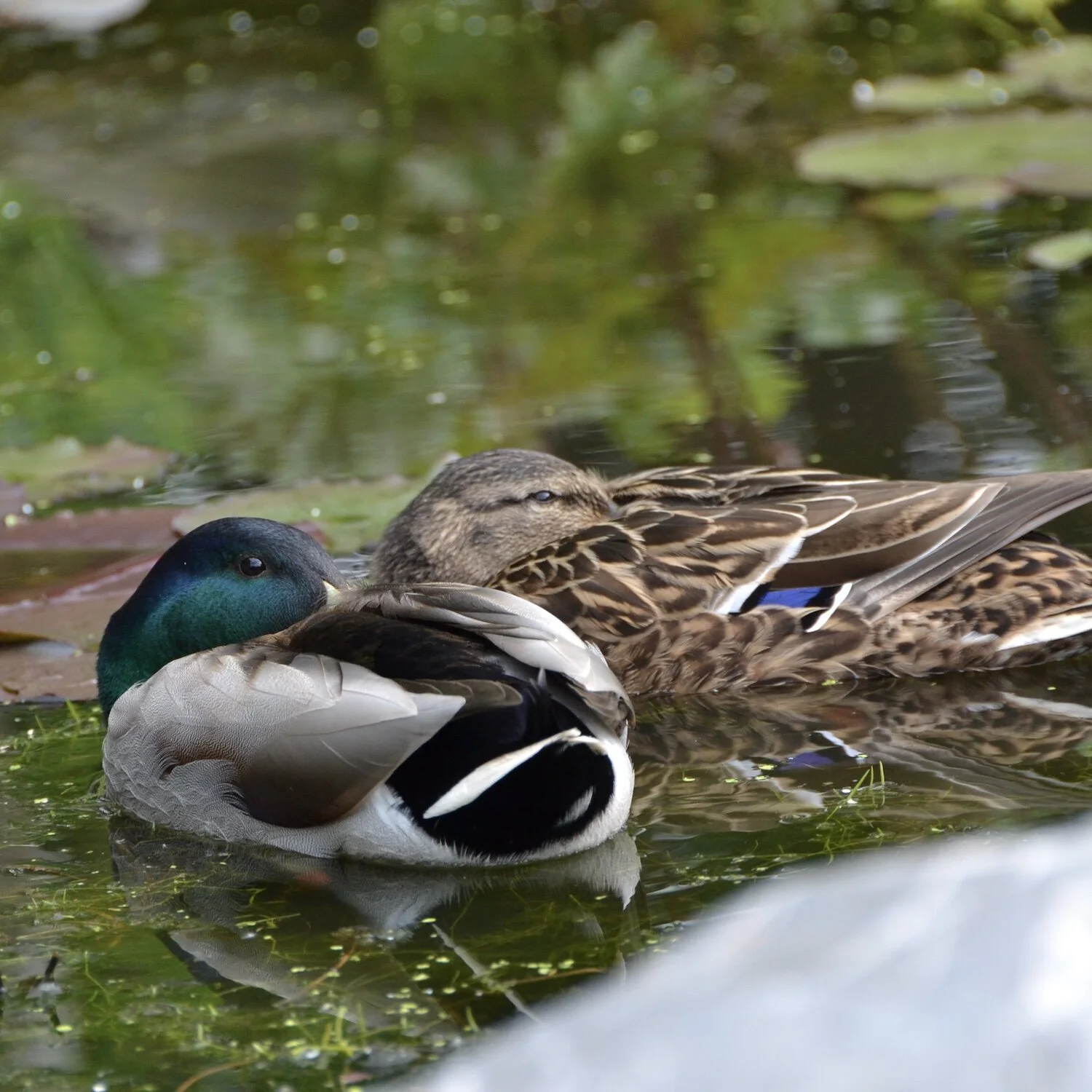A pair of ducks on the pond
