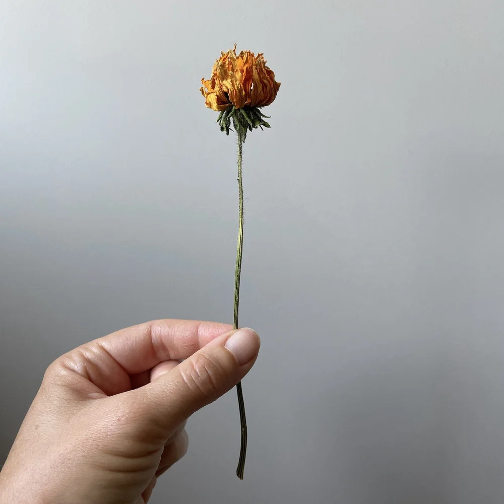 A dried Rudbeckia flower
