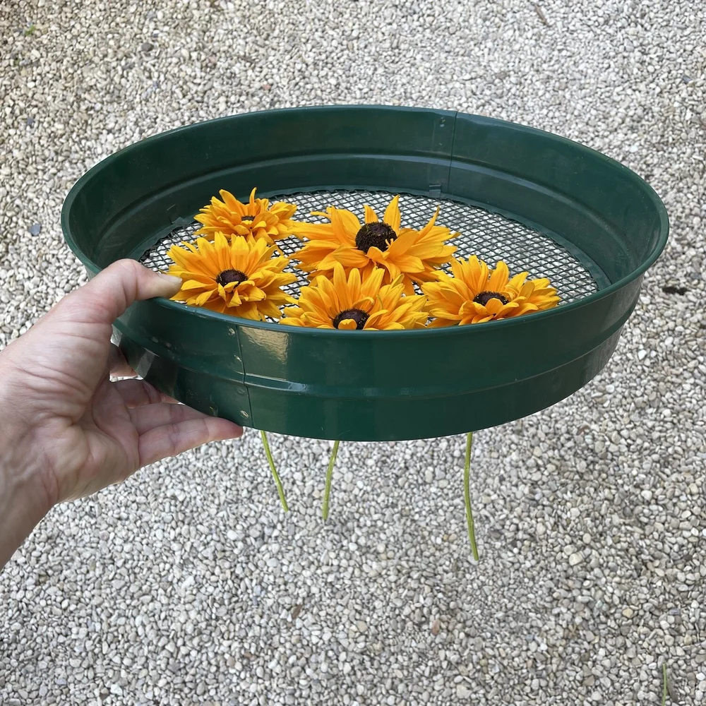 Yellow Rudbeckia flowers ready for drying on a garden sieve