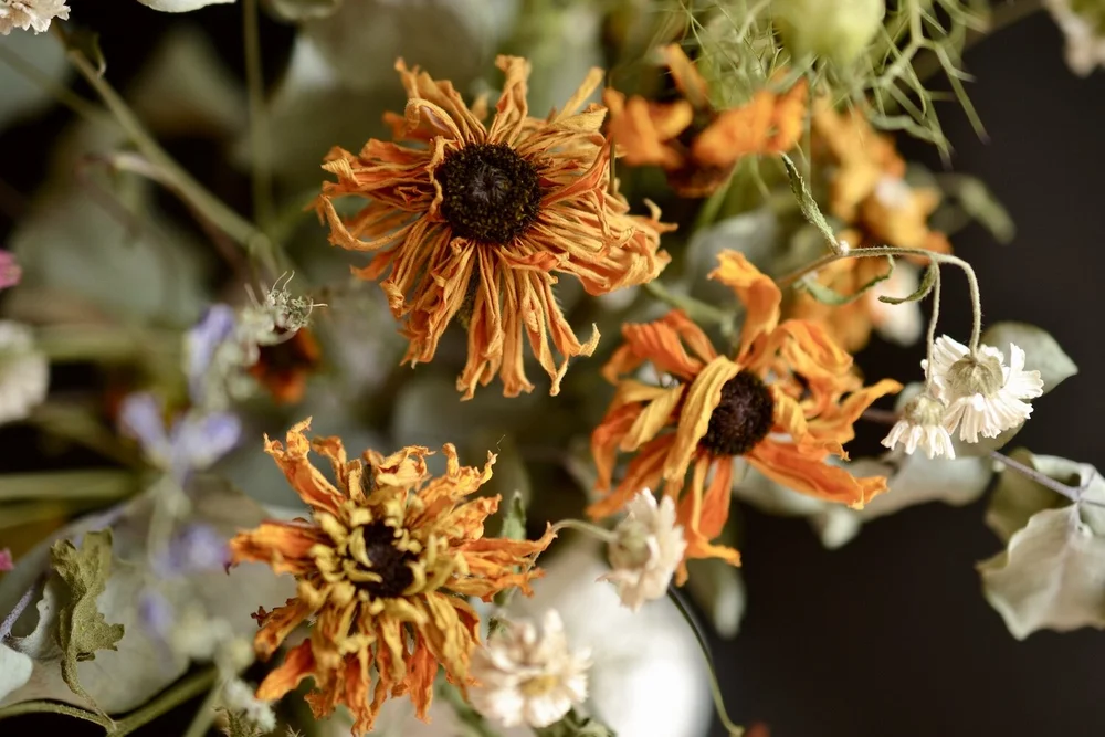Dried Rudbeckia flowers from the fresh arrangement