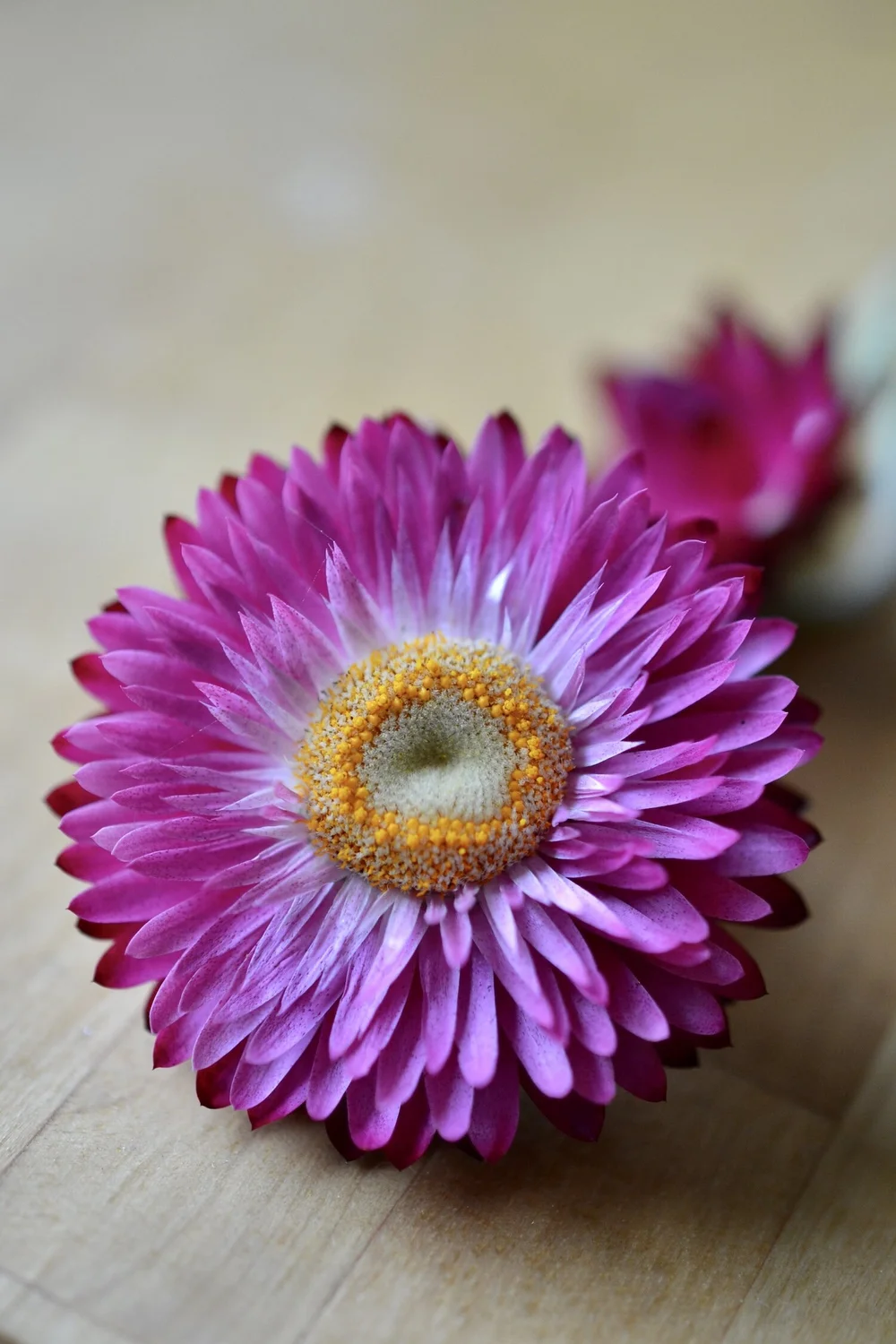 Strawflower with pink bracts and yellow florets