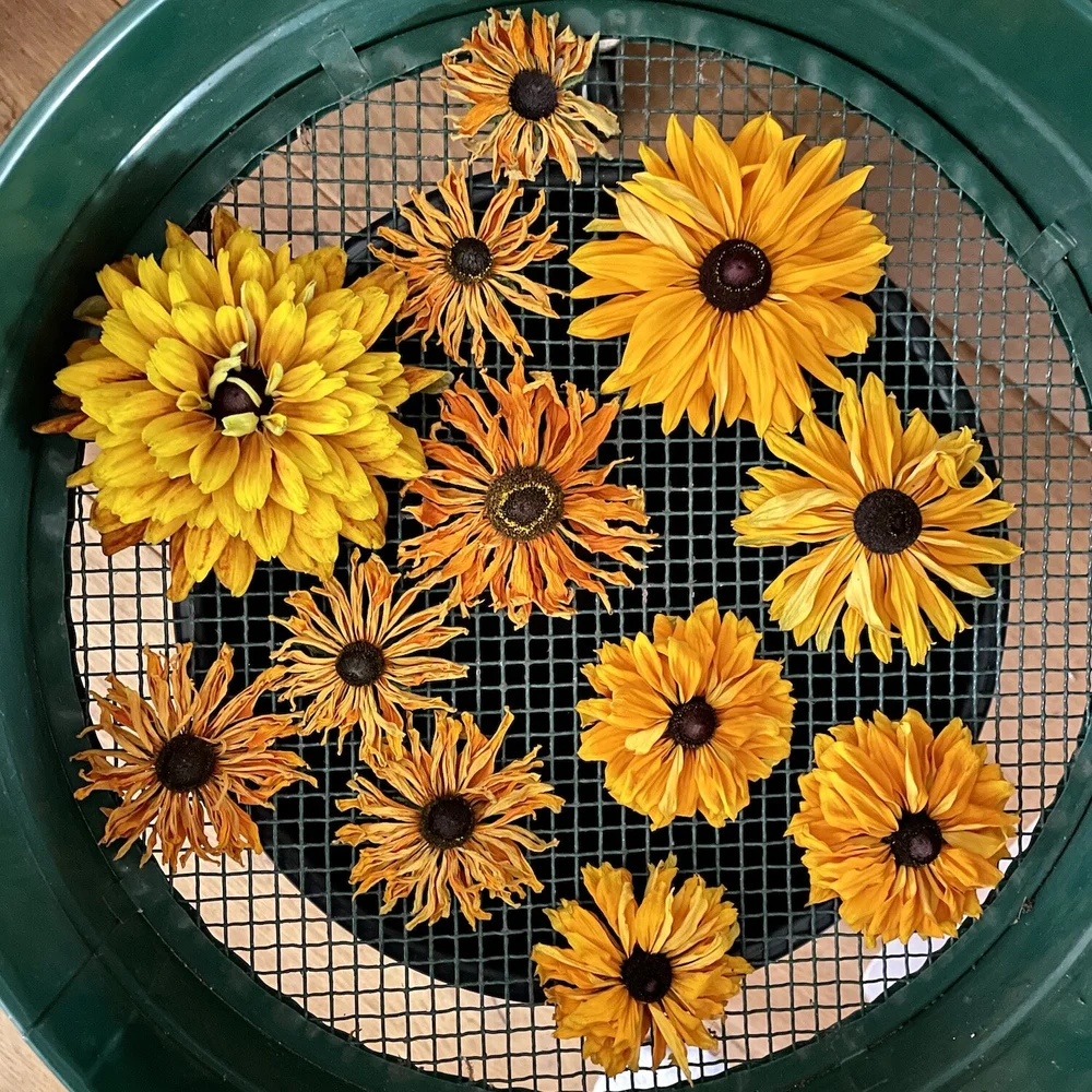 Fresh and partially dried Rudbeckia flowers