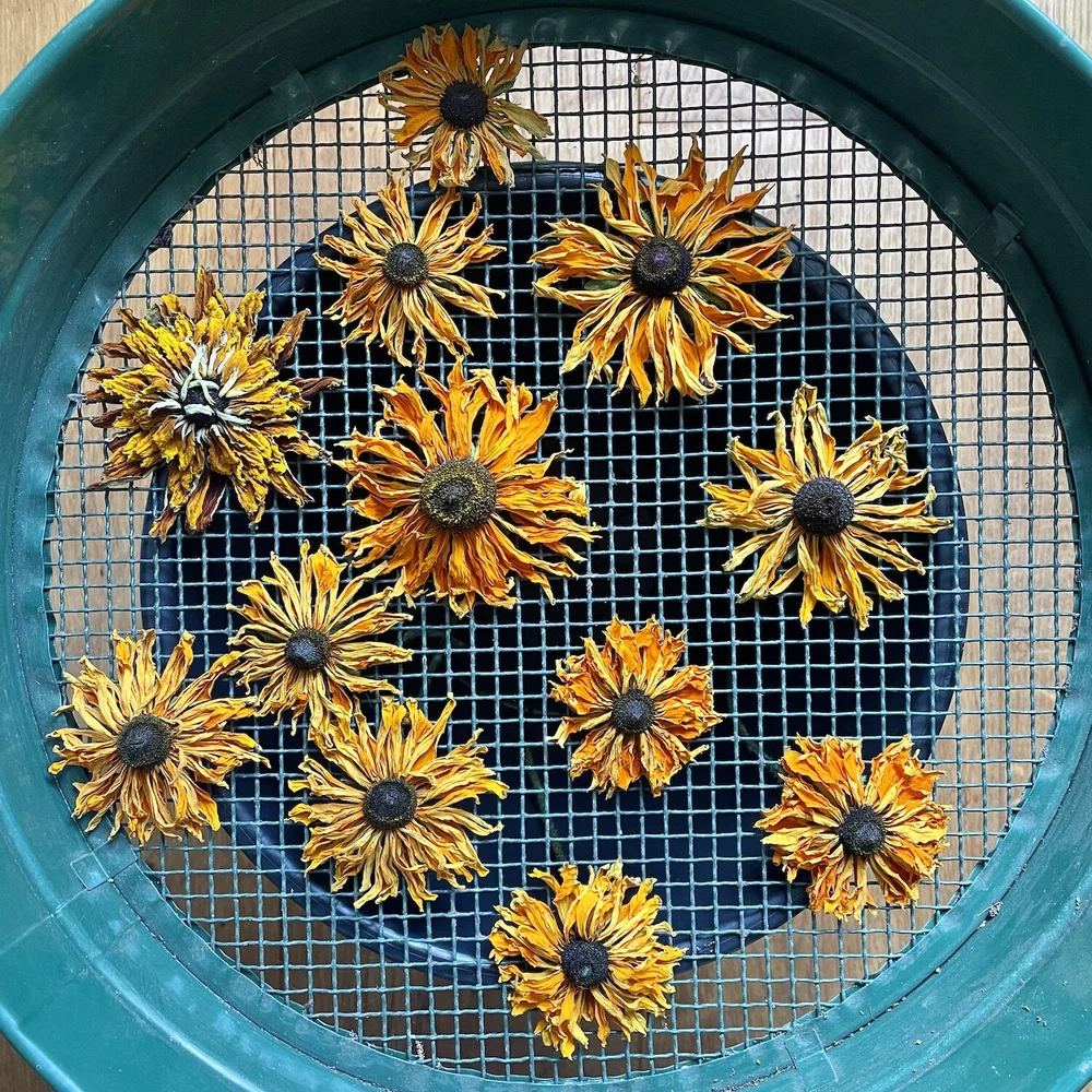 The same flowers, three days later