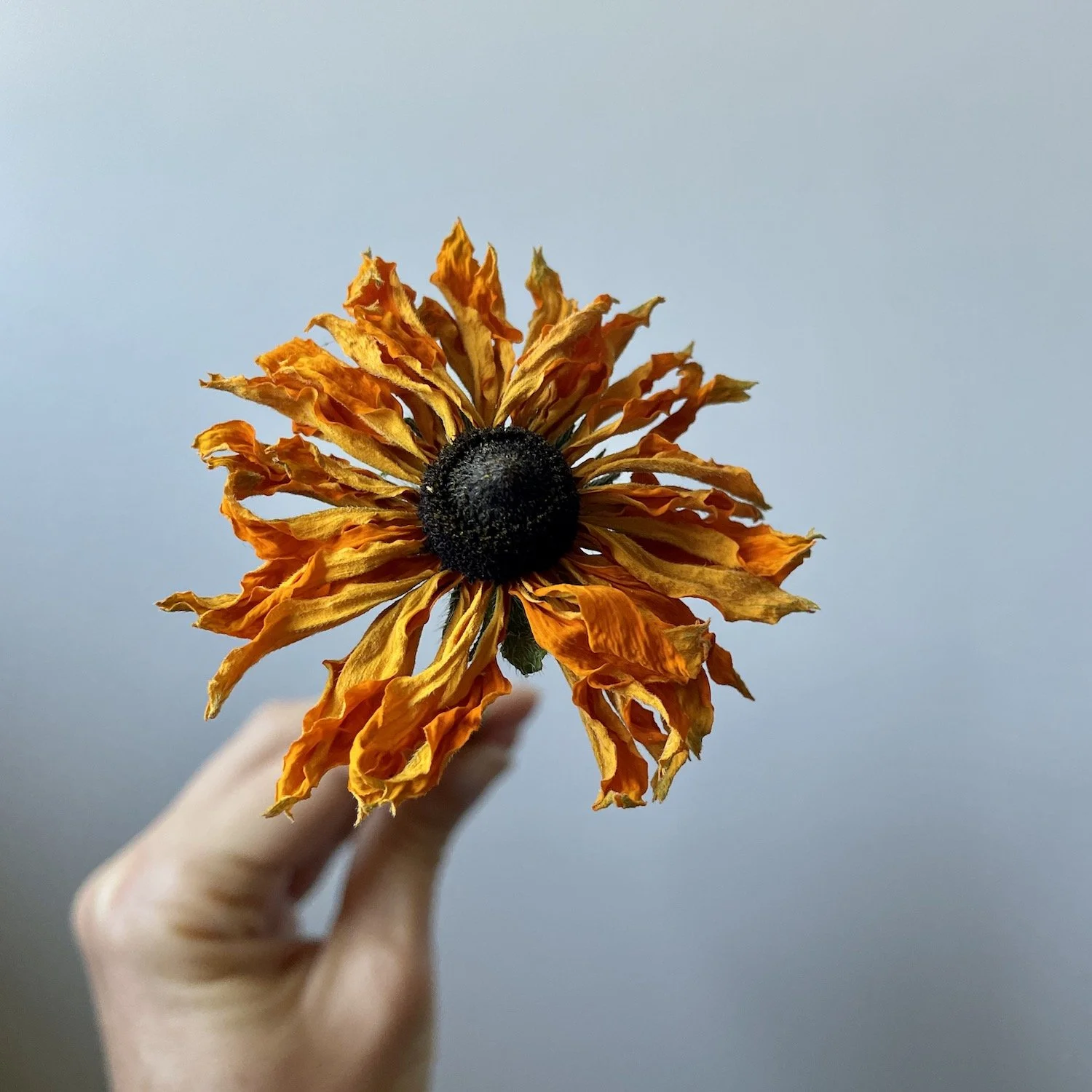 A dried rudbeckia flower