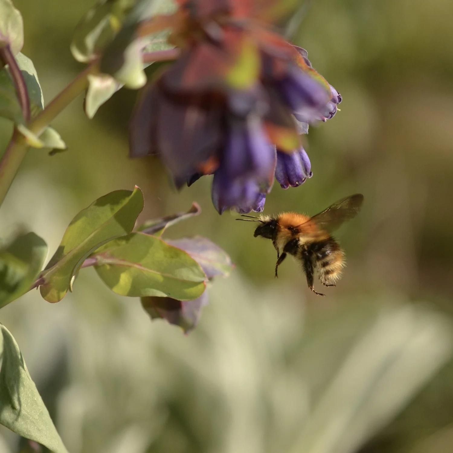 Bumblebee visiting flowers
